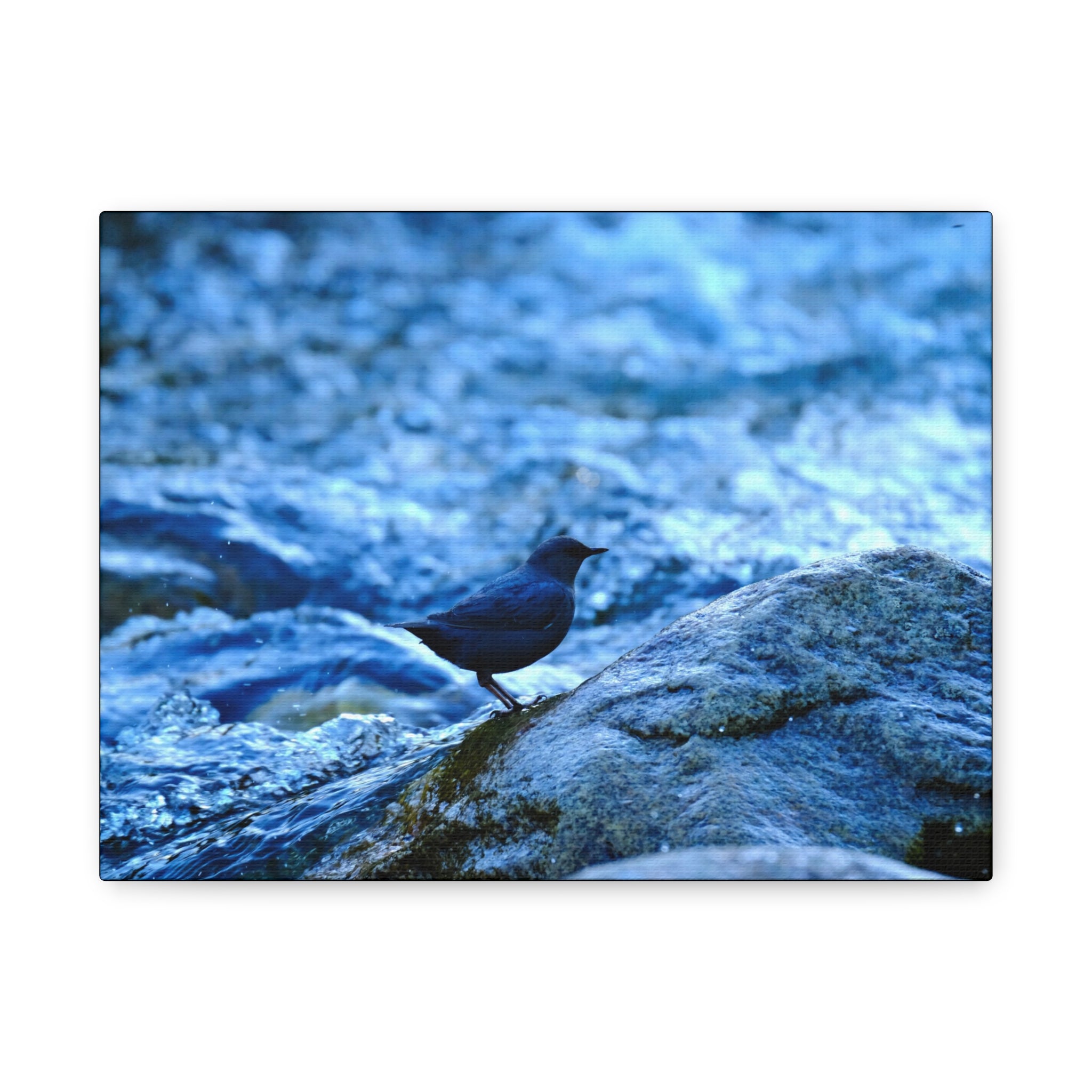 Dipper on Rapids Matte Stretched Canvas Wall Art
