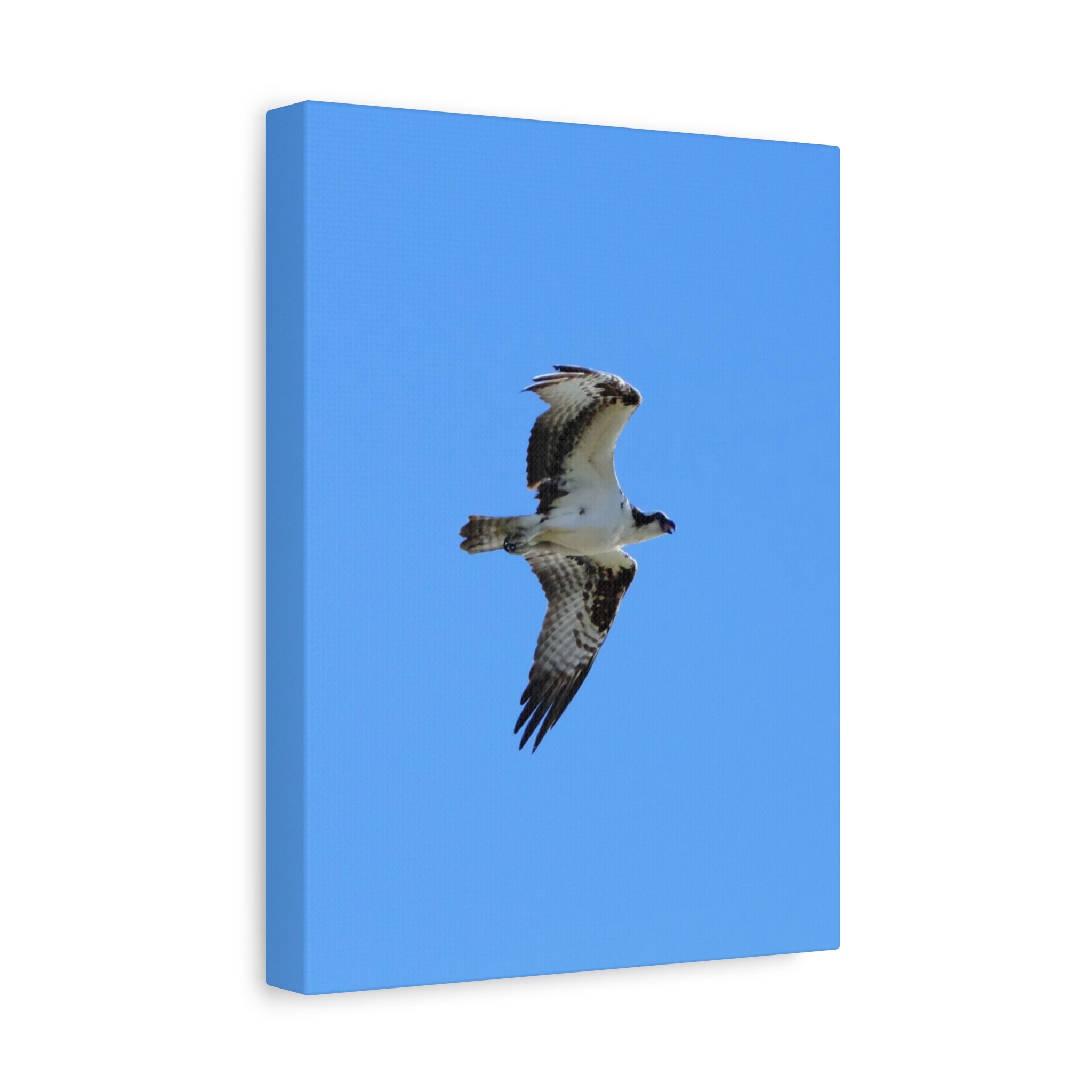 Osprey in Flight Matte Canvas Print — Stretched Wall Art