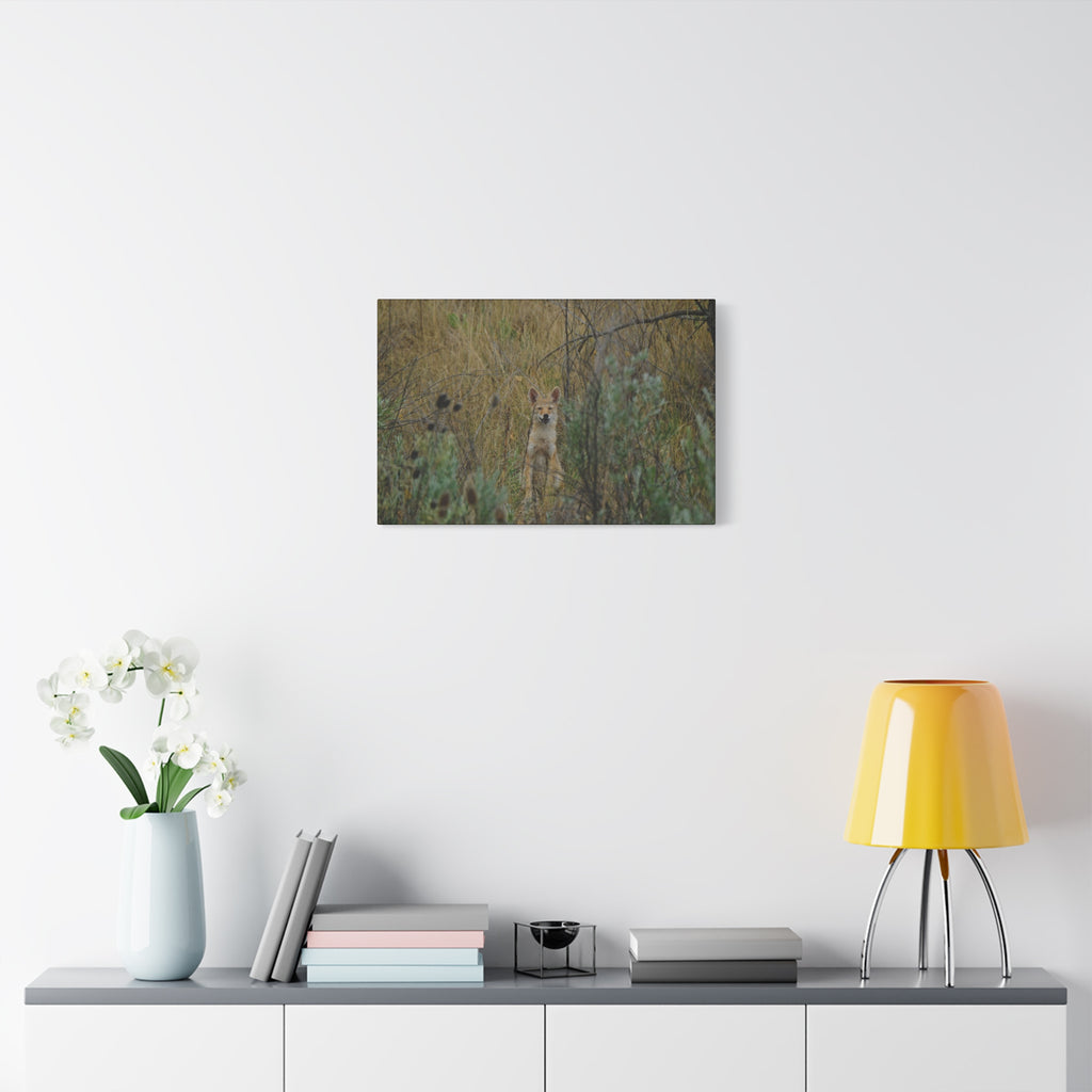 Friendly Face In The Wild - Coyote in Tall Grass Matte Canvas Wall Art