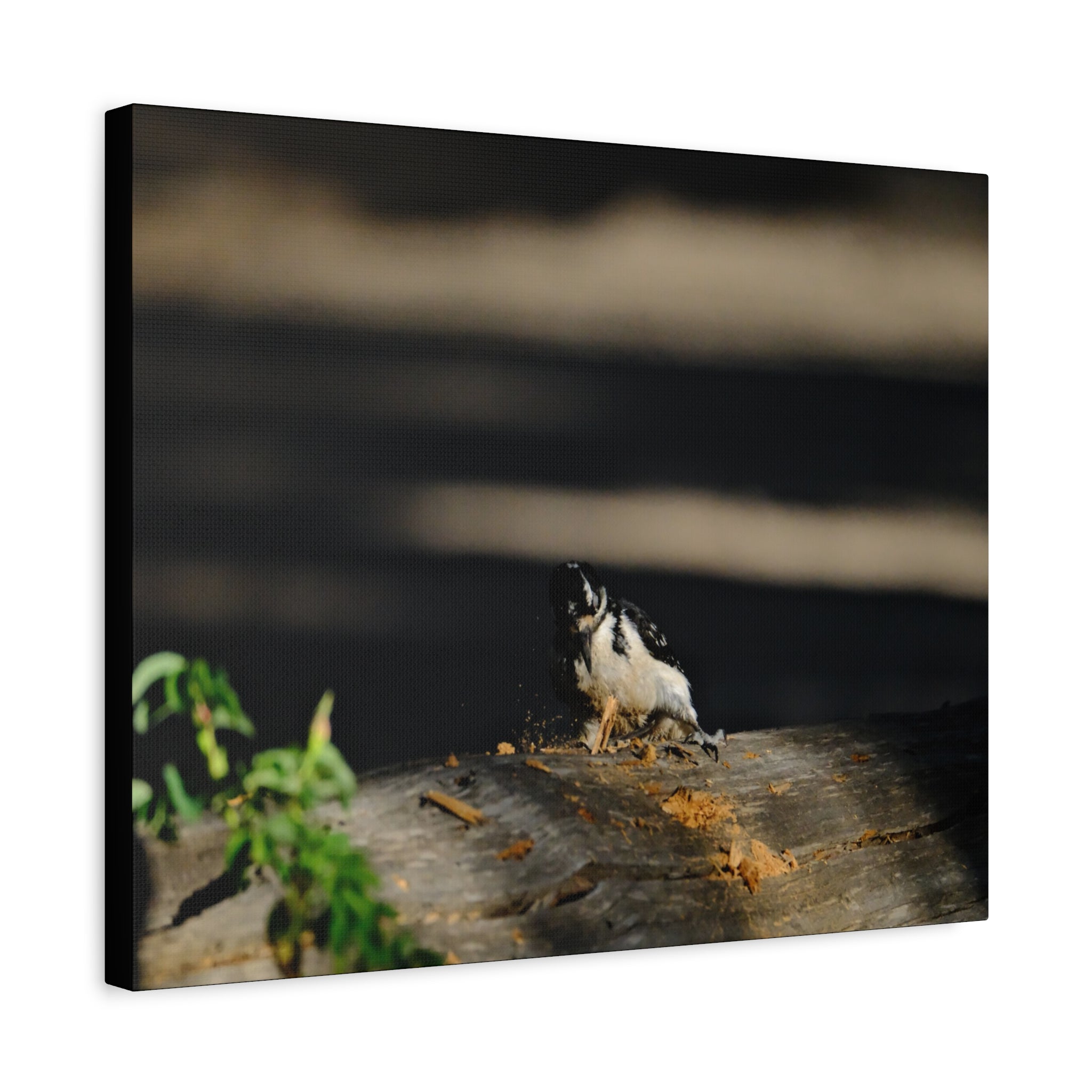 American Three-toed Woodpecker Hard At Work Canvas Wall Art