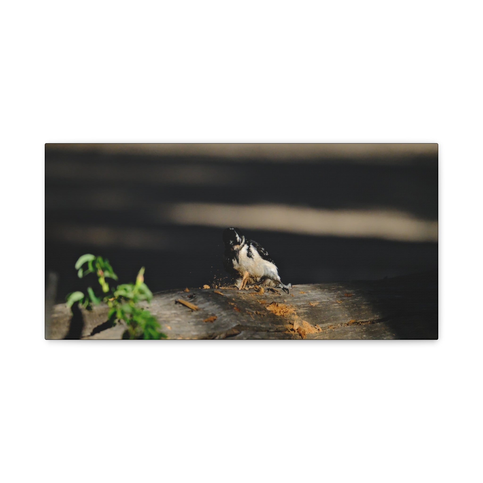 American Three-toed Woodpecker Hard At Work Canvas Wall Art