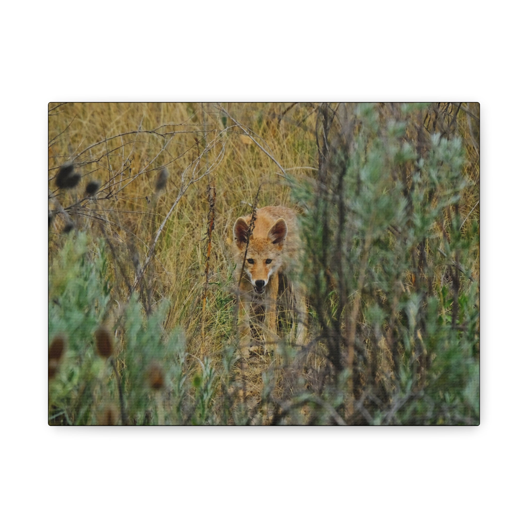 Coyote Pup Staring - Matte Stretched Canvas