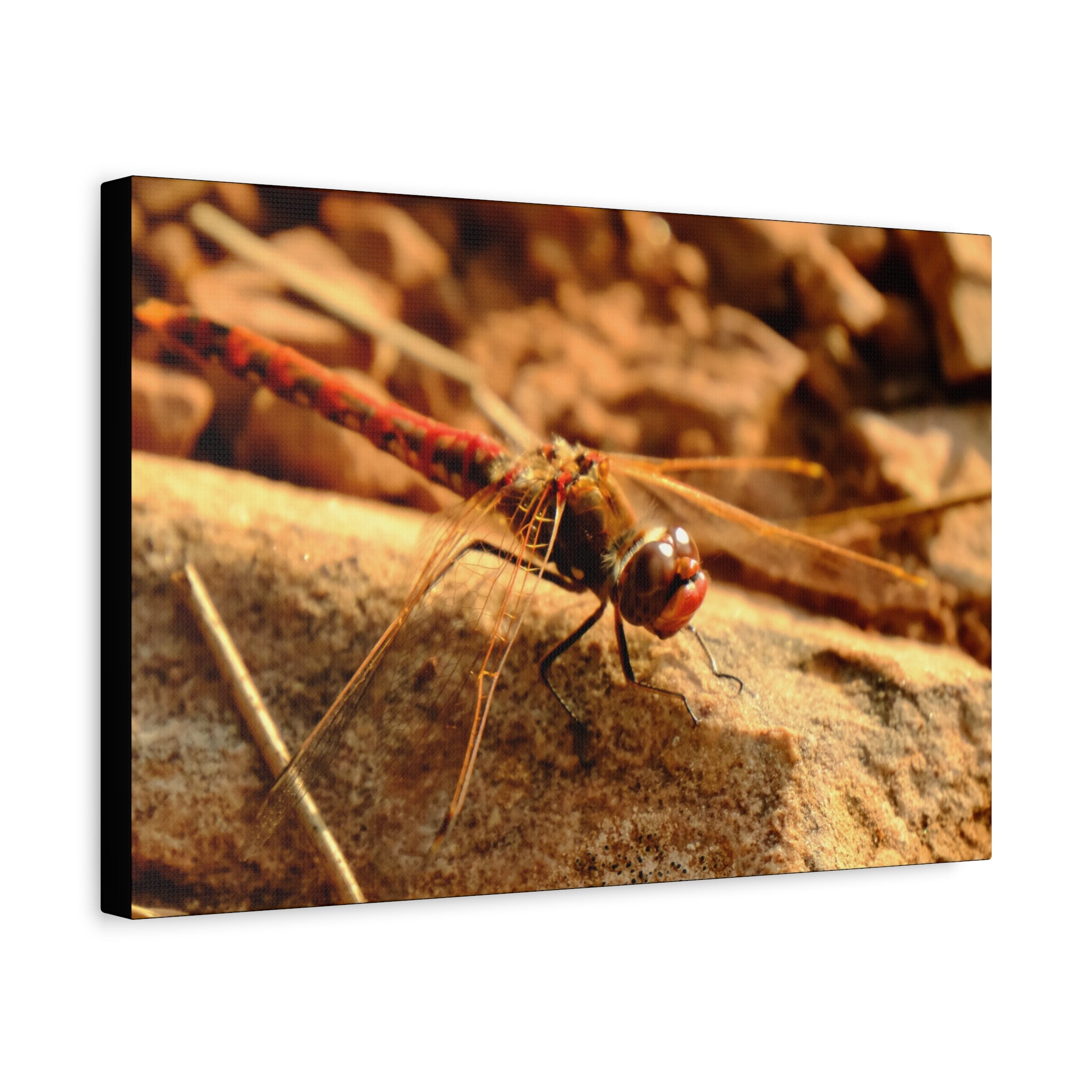 Dragonfly Macro Canvas Print — Close-Up Nature Wall Art, Rustic Insect Photography