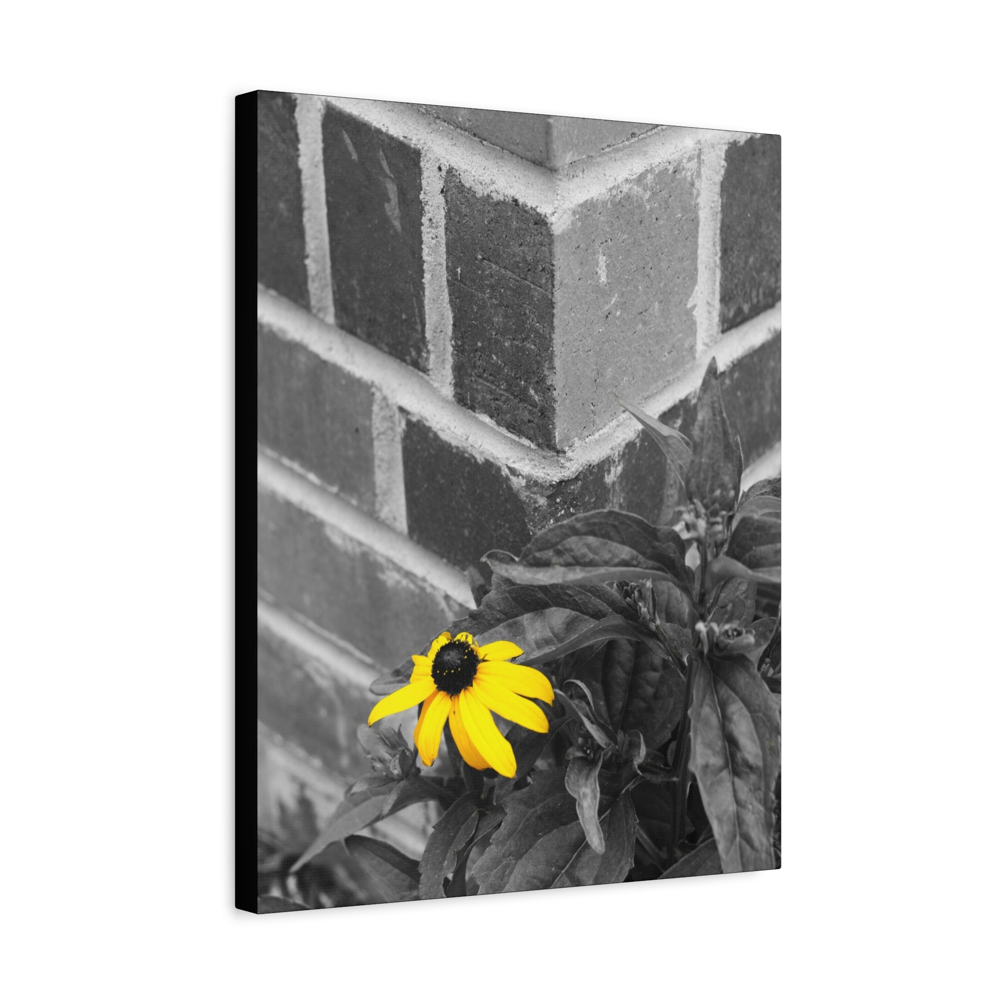 Yellow Daisy on Brick Matte Canvas Print — Stretched Wall Art