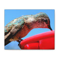 Hummingbird Close Up Canvas Print — Stretched Matte Wall Art