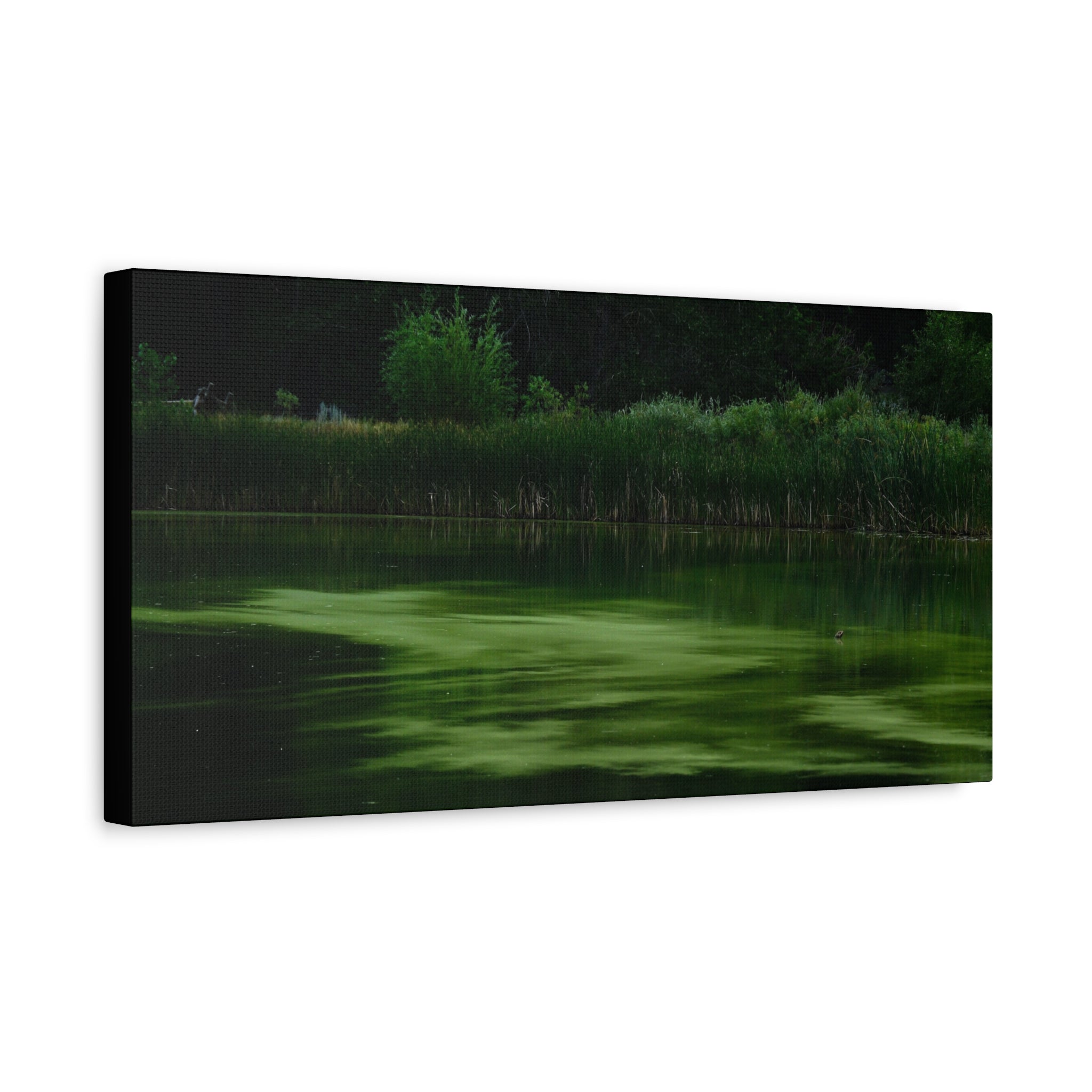 Not Your Average Bloom - Matte Canvas Wall Art Stretched 1.25"