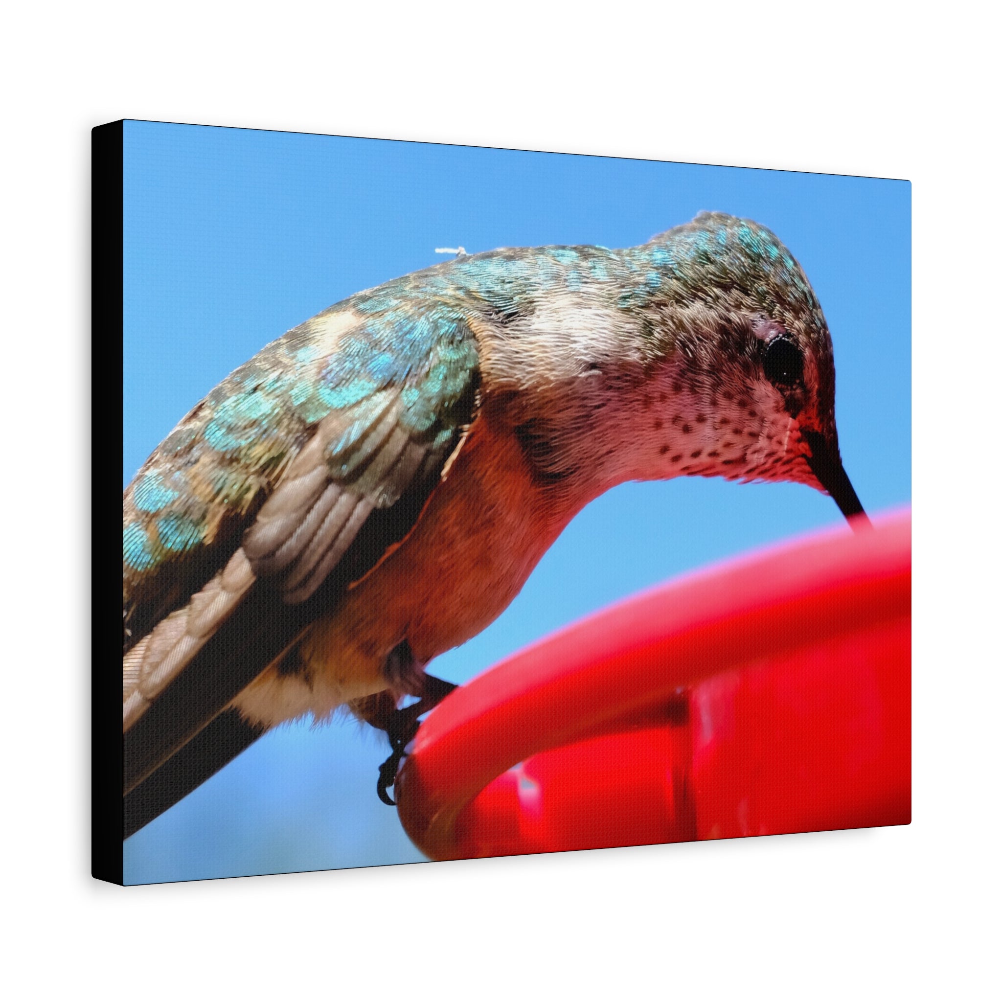 Hummingbird Close Up Canvas Print — Stretched Matte Wall Art