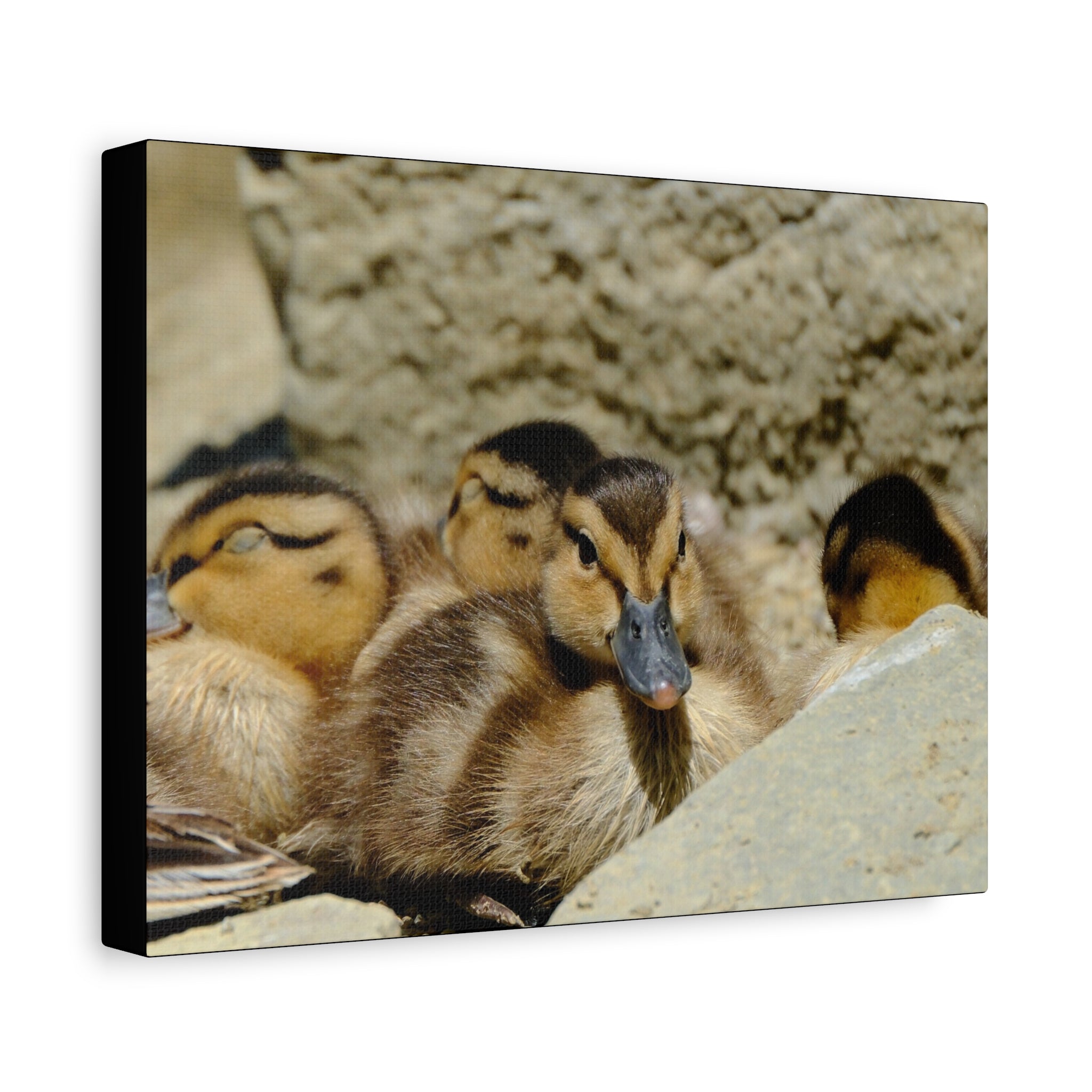 Duckling Canvas Print - Cute Baby Ducks Matte Stretched Wall Art