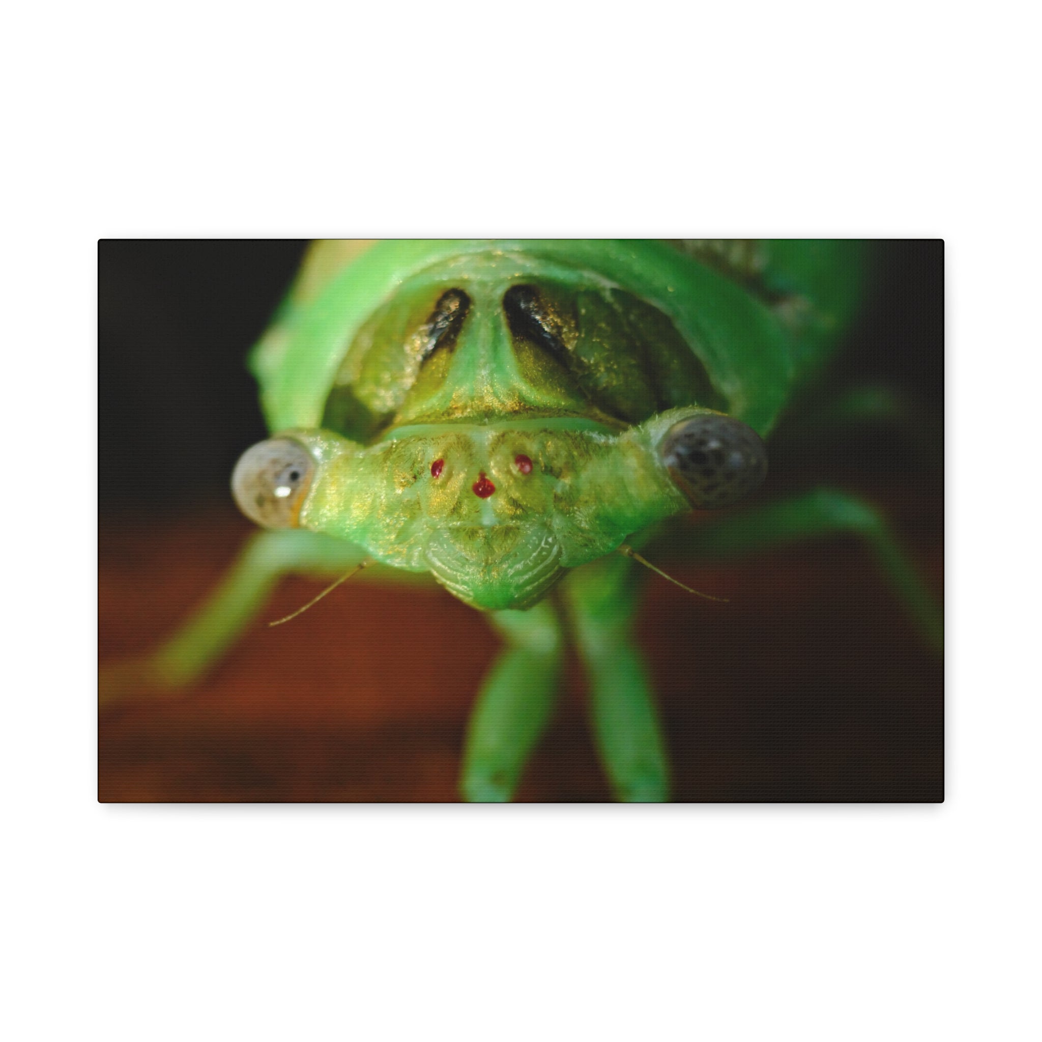 Cute Green Cicada Macro Canvas Print — Close-Up Insect Wall Art