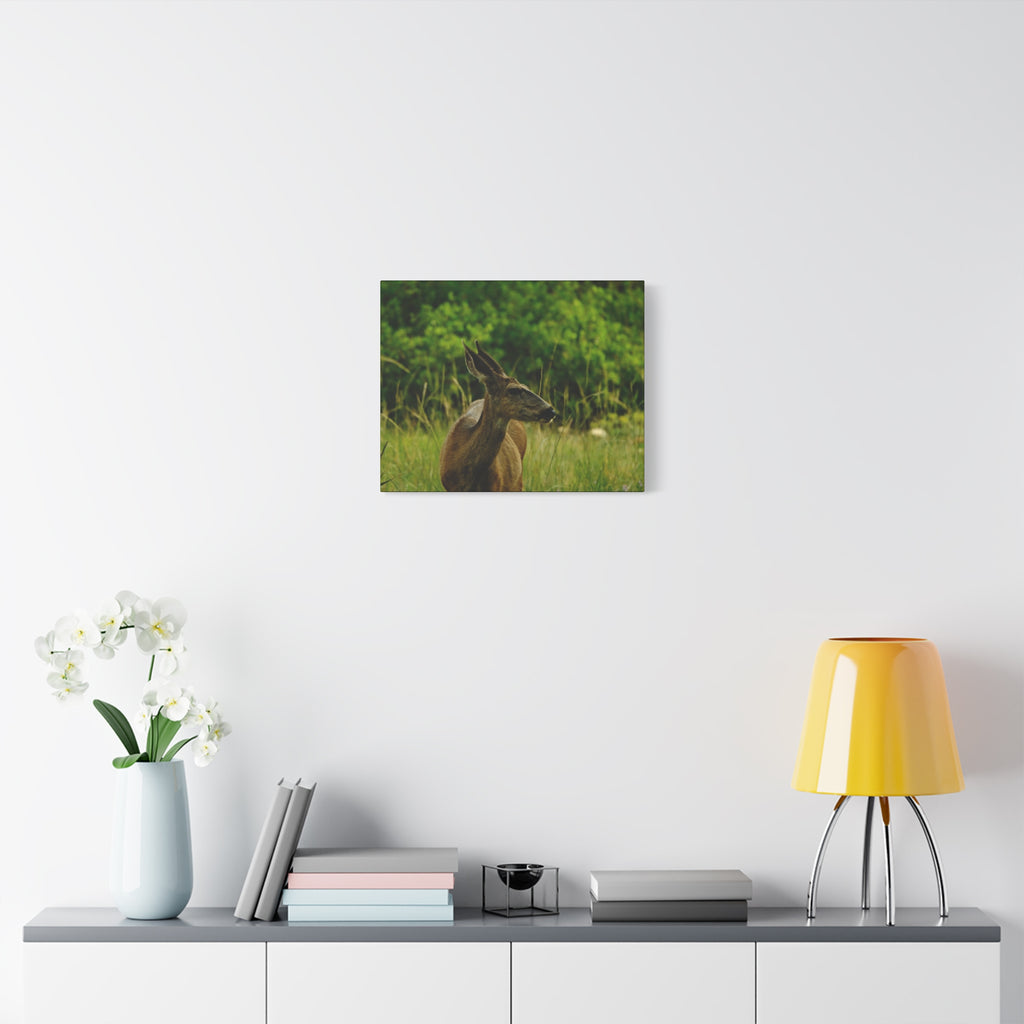 Doe in Meadow Matte Stretched Canvas (1.25") — Wildlife Wall Art