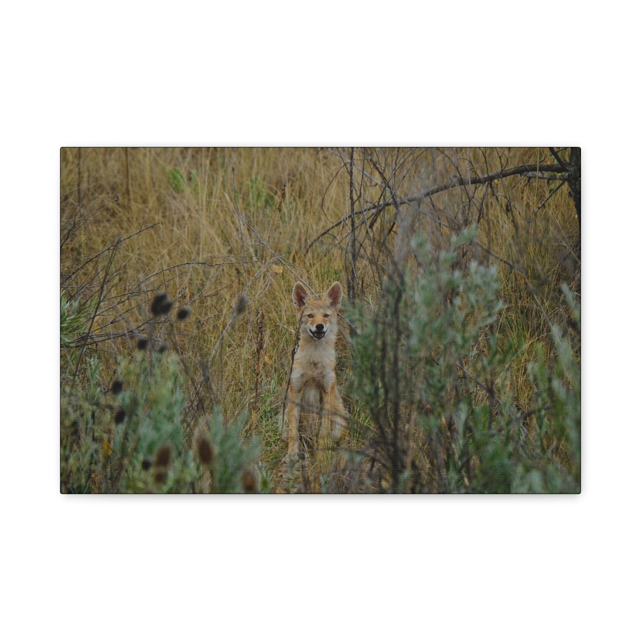Friendly Face In The Wild - Coyote in Tall Grass Matte Canvas Wall Art