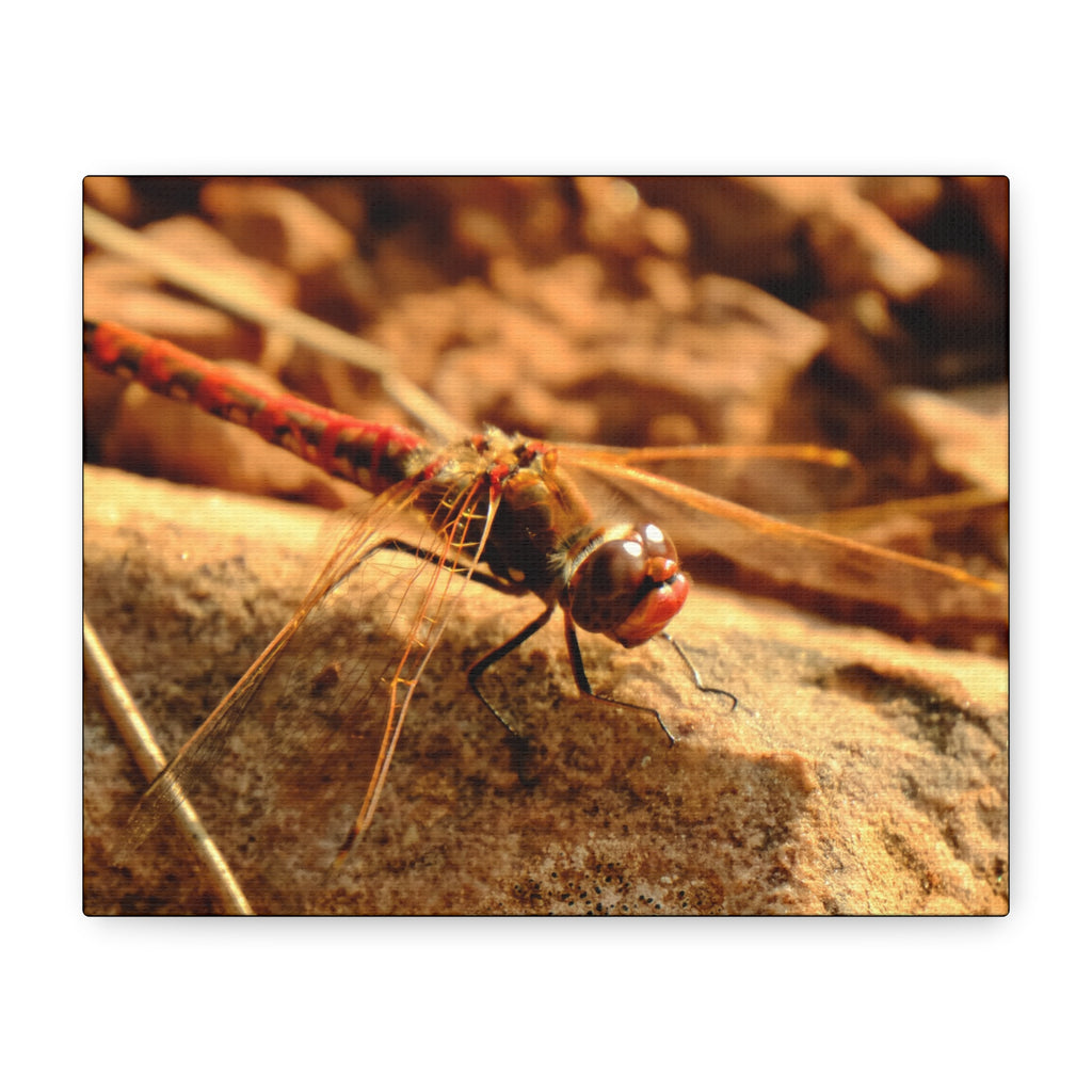 Dragonfly Macro Canvas Print — Close-Up Nature Wall Art, Rustic Insect Photography