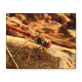 Dragonfly Macro Canvas Print — Close-Up Nature Wall Art, Rustic Insect Photography