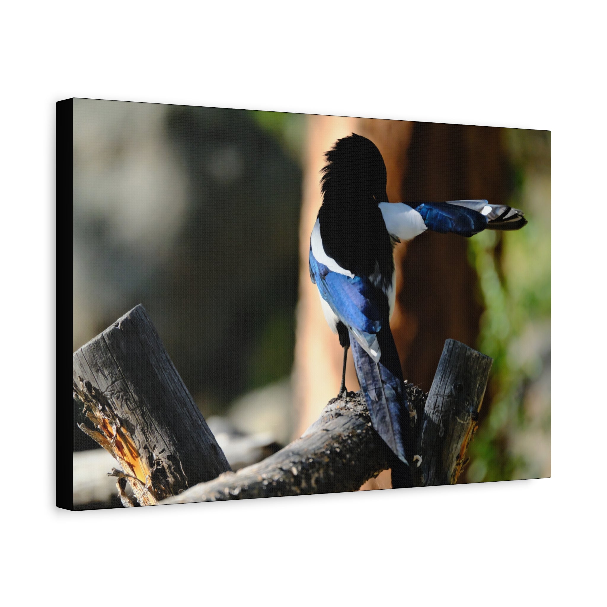 Black-billed Magpie Wildlife Canvas Print — Matte Stretched Wall Art