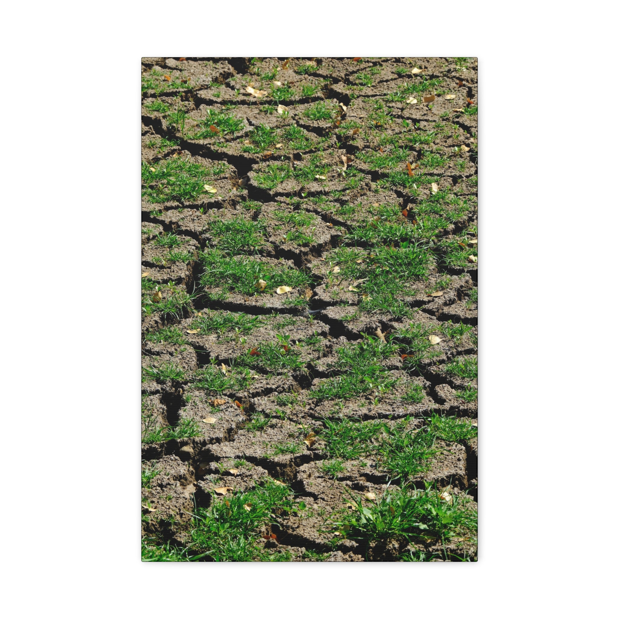 Life Finds A Way Canvas Print — Cracked Earth with Green Grass Matte Stretched Canvas (1.25")