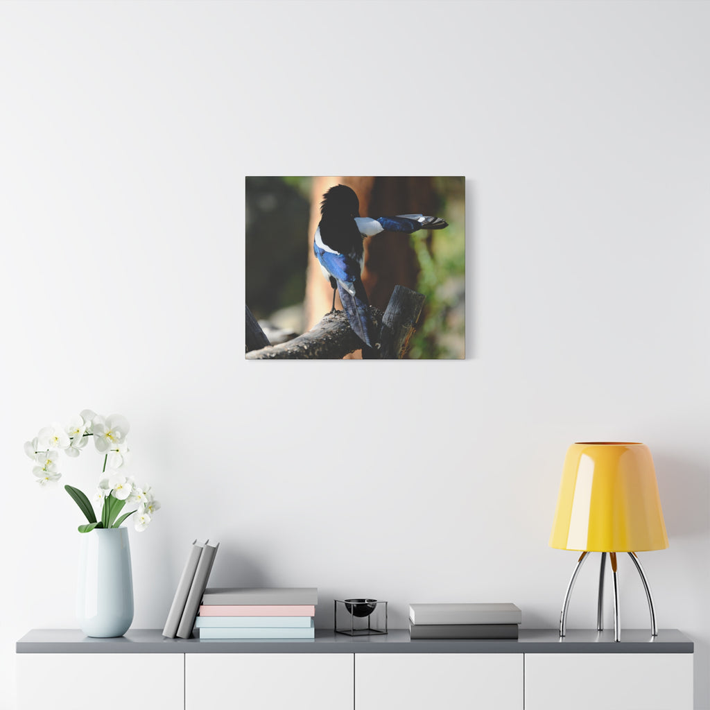 Black-billed Magpie Wildlife Canvas Print — Matte Stretched Wall Art