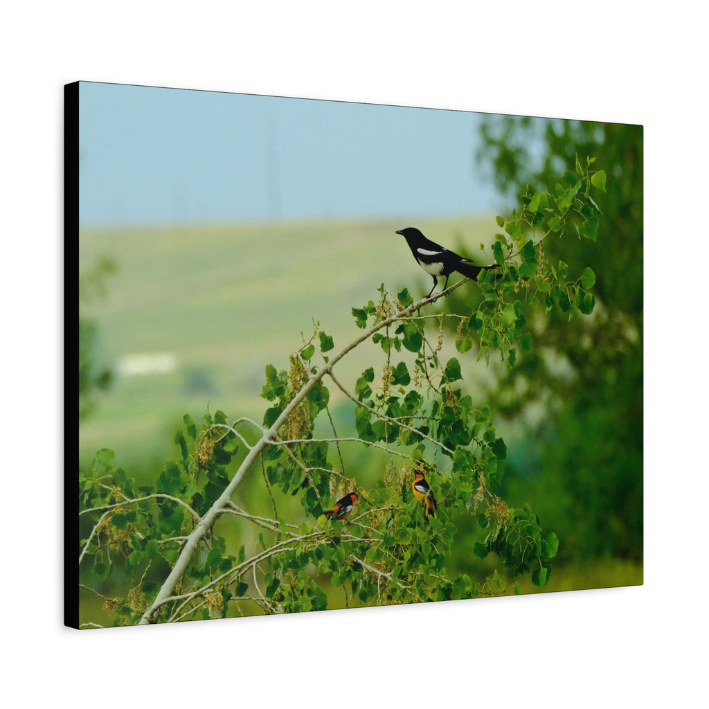 Magpie & Bullock's Oriole resting Matte Stretched Canvas Wall Art