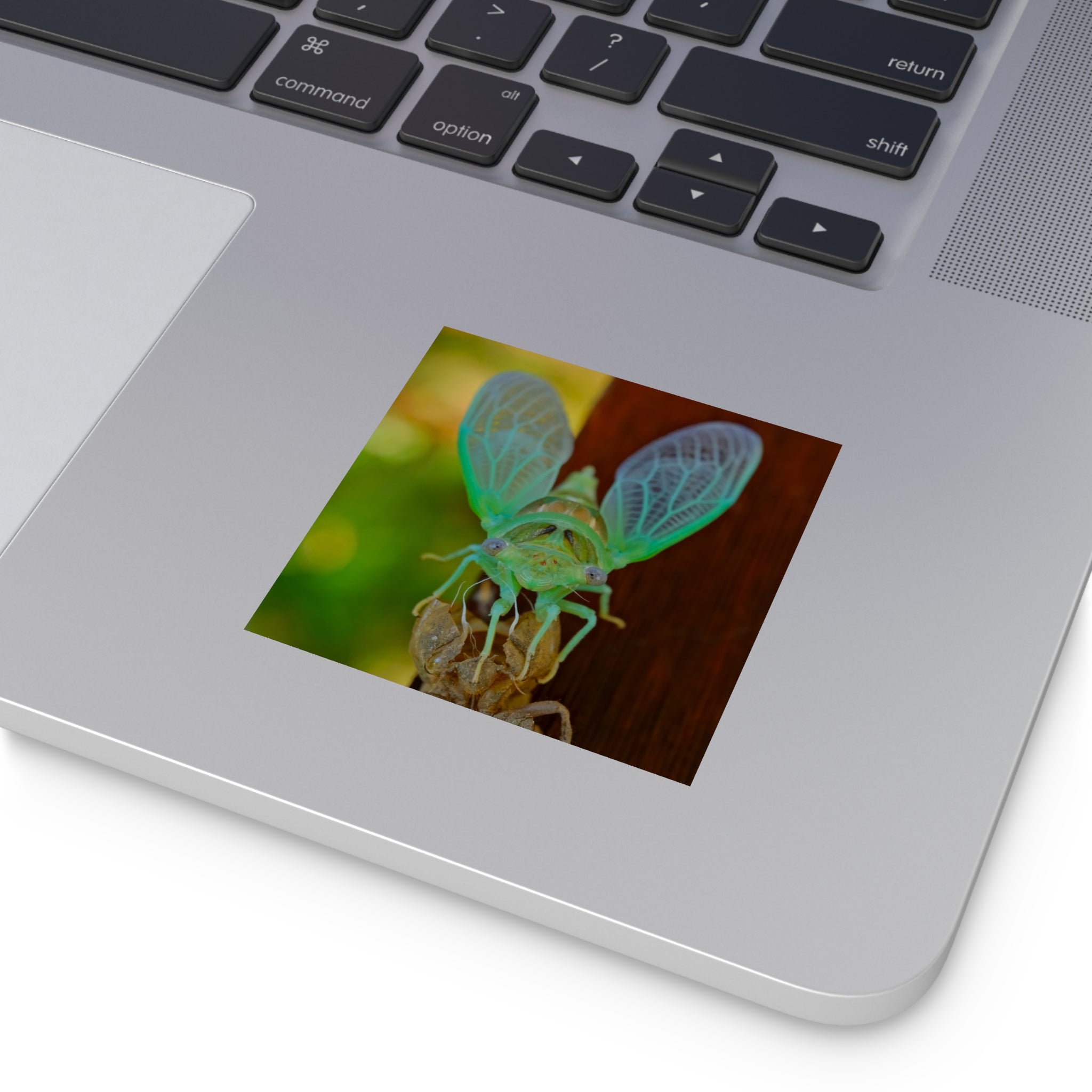 Cicada Square Sticker — Vivid Green Insect Photo Sticker (Indoor/Outdoor)