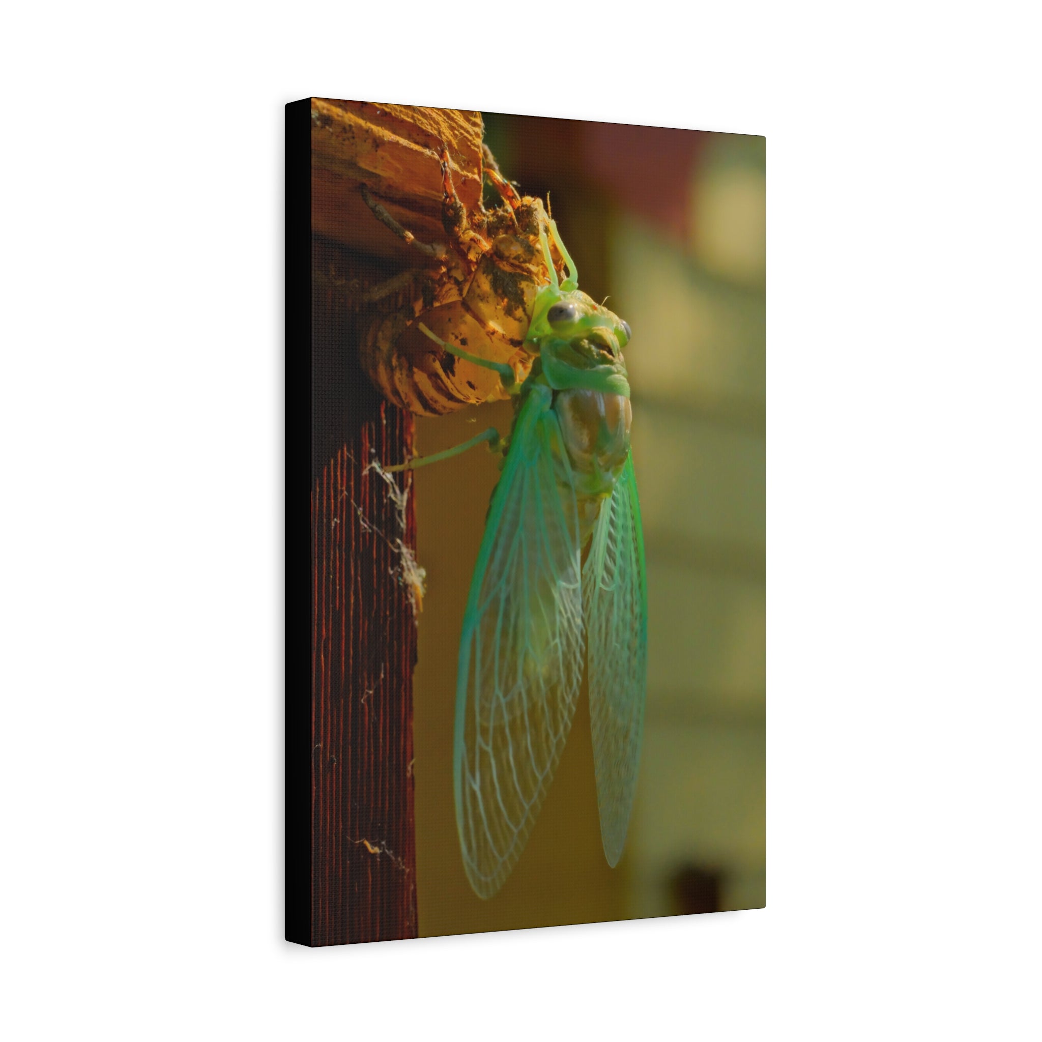 Cicada Close-Up Matte Canvas Wall Art — Nature Photography Stretched Print