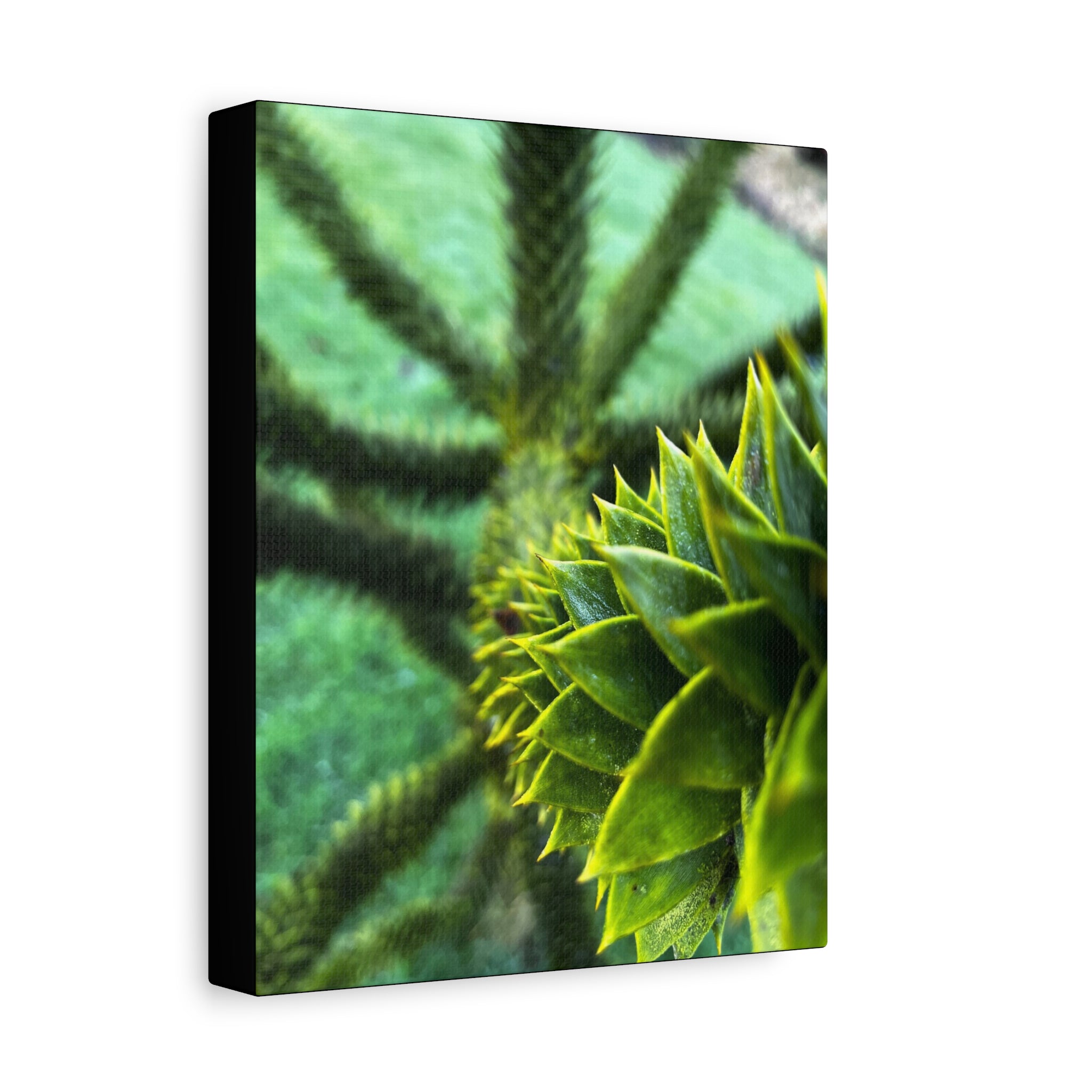 Irish Green Succulent Canvas Wall Art – Matte Stretched 1.25"