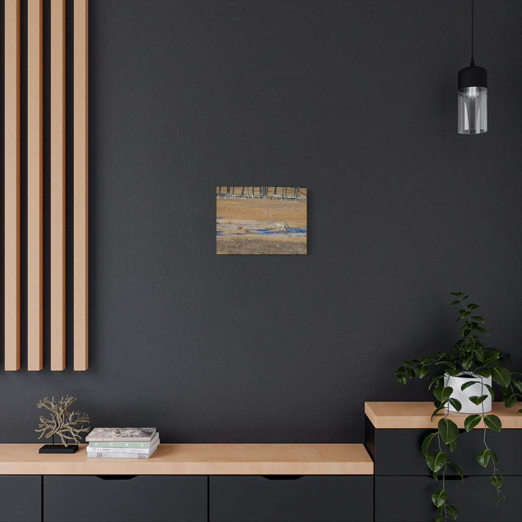 Coyote Canvas Wall Art — Wildlife Landscape Matte Stretched Print