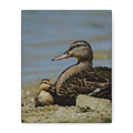 Duck and Duckling Canvas Print — Mother & Baby Wildlife Wall Art