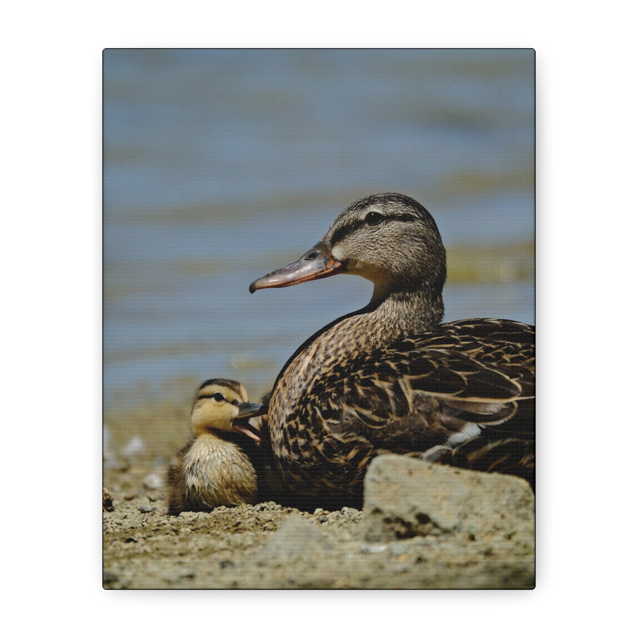 Duck and Duckling Canvas Print — Mother & Baby Wildlife Wall Art