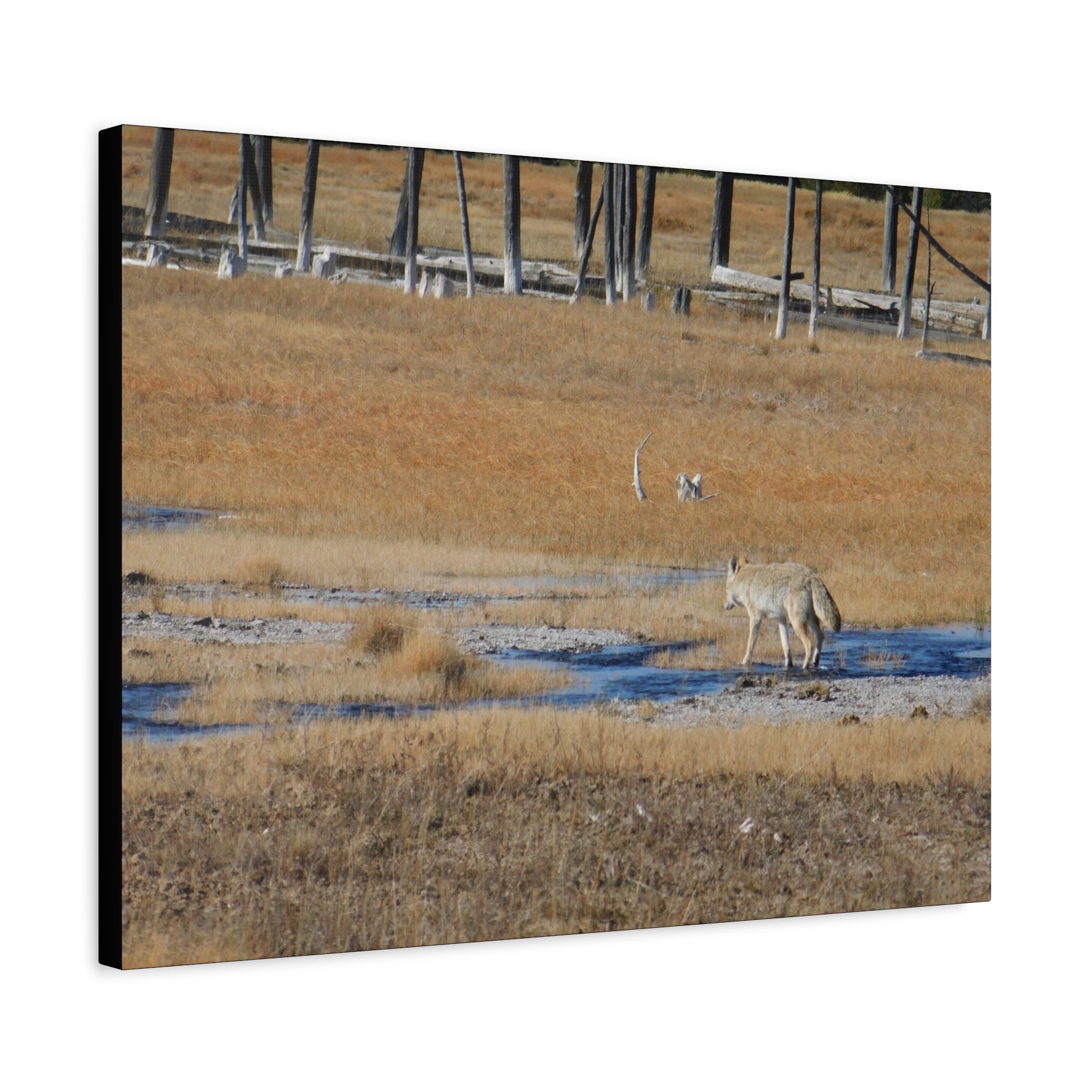 Coyote Canvas Wall Art — Wildlife Landscape Matte Stretched Print
