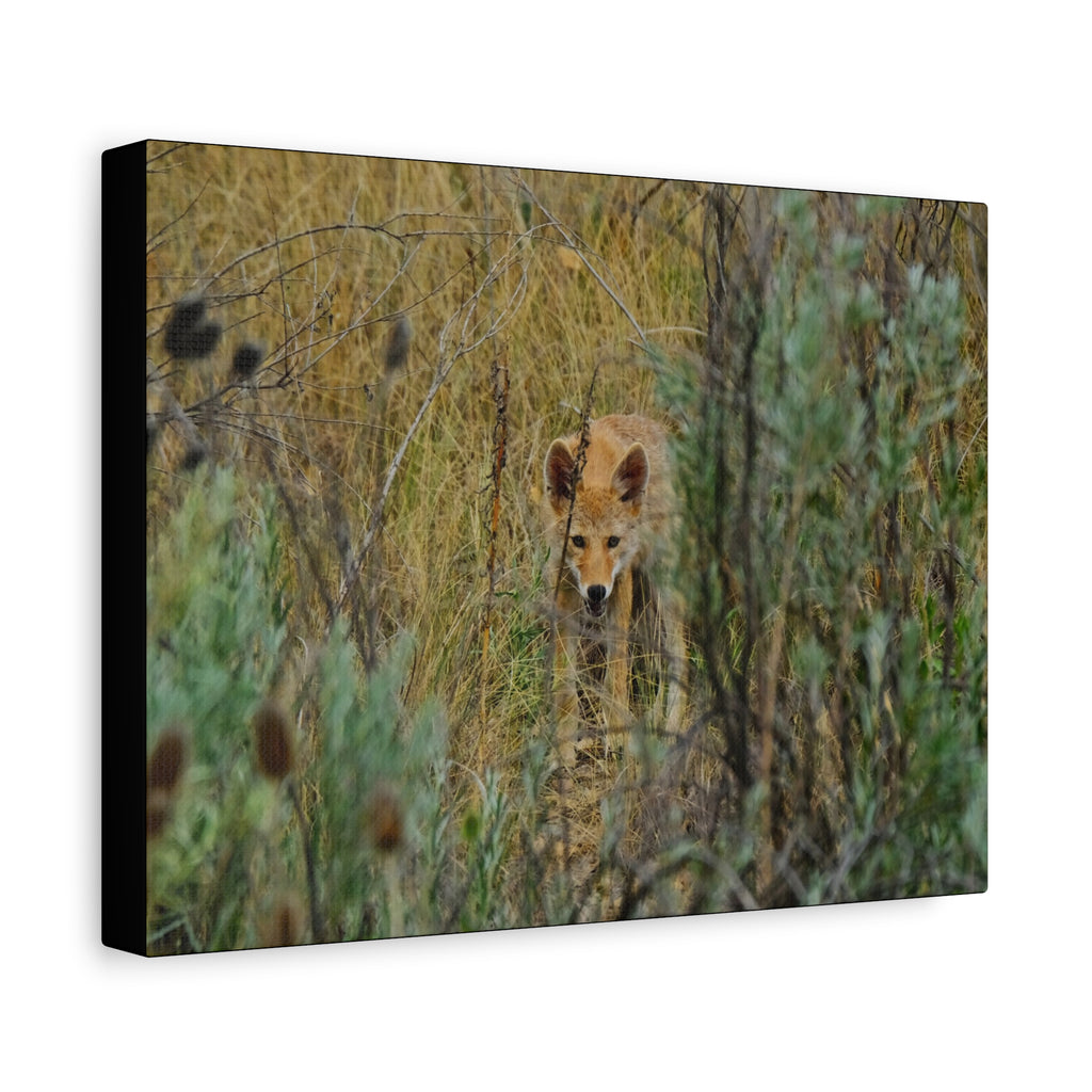 Coyote Pup Staring - Matte Stretched Canvas