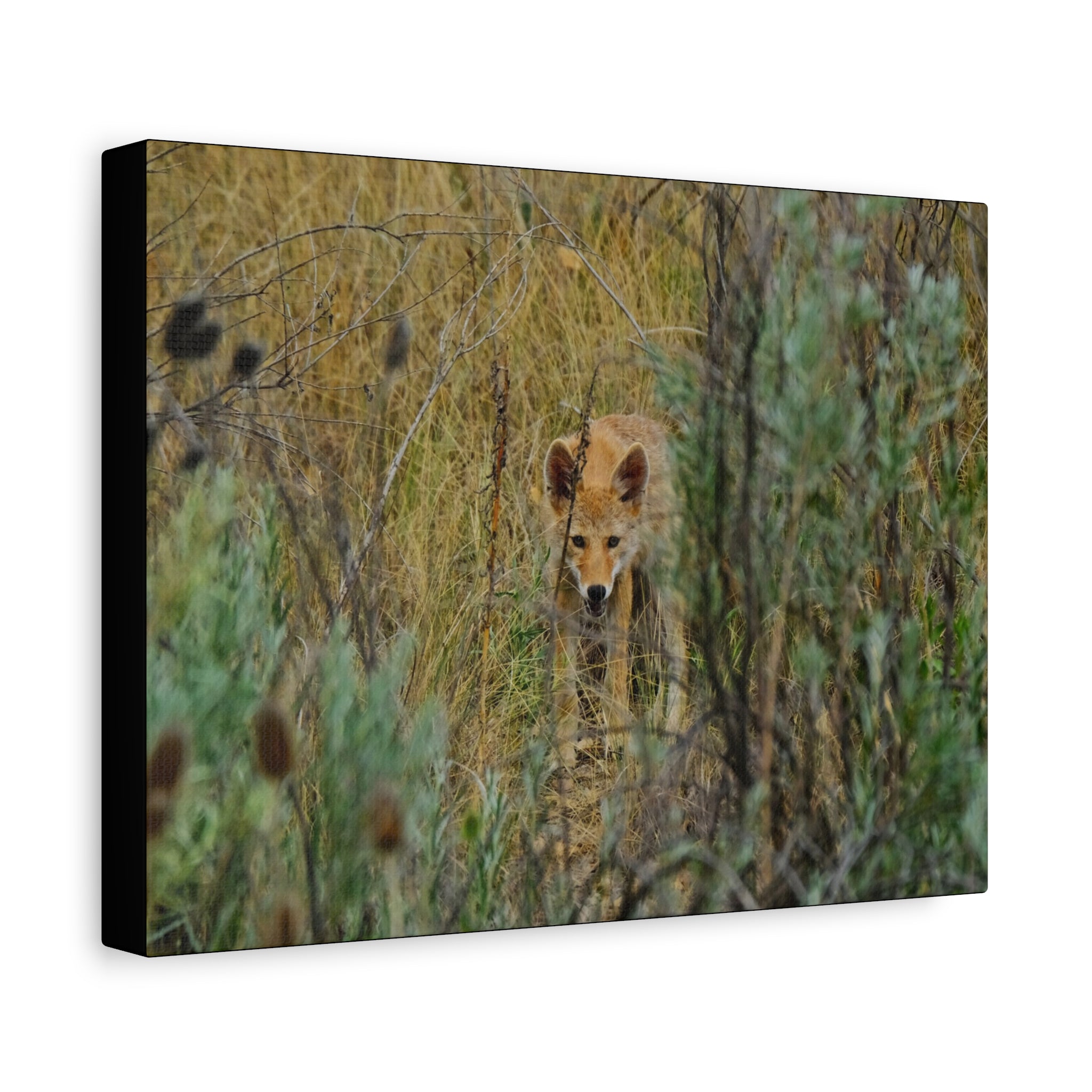 Coyote Pup Staring - Matte Stretched Canvas