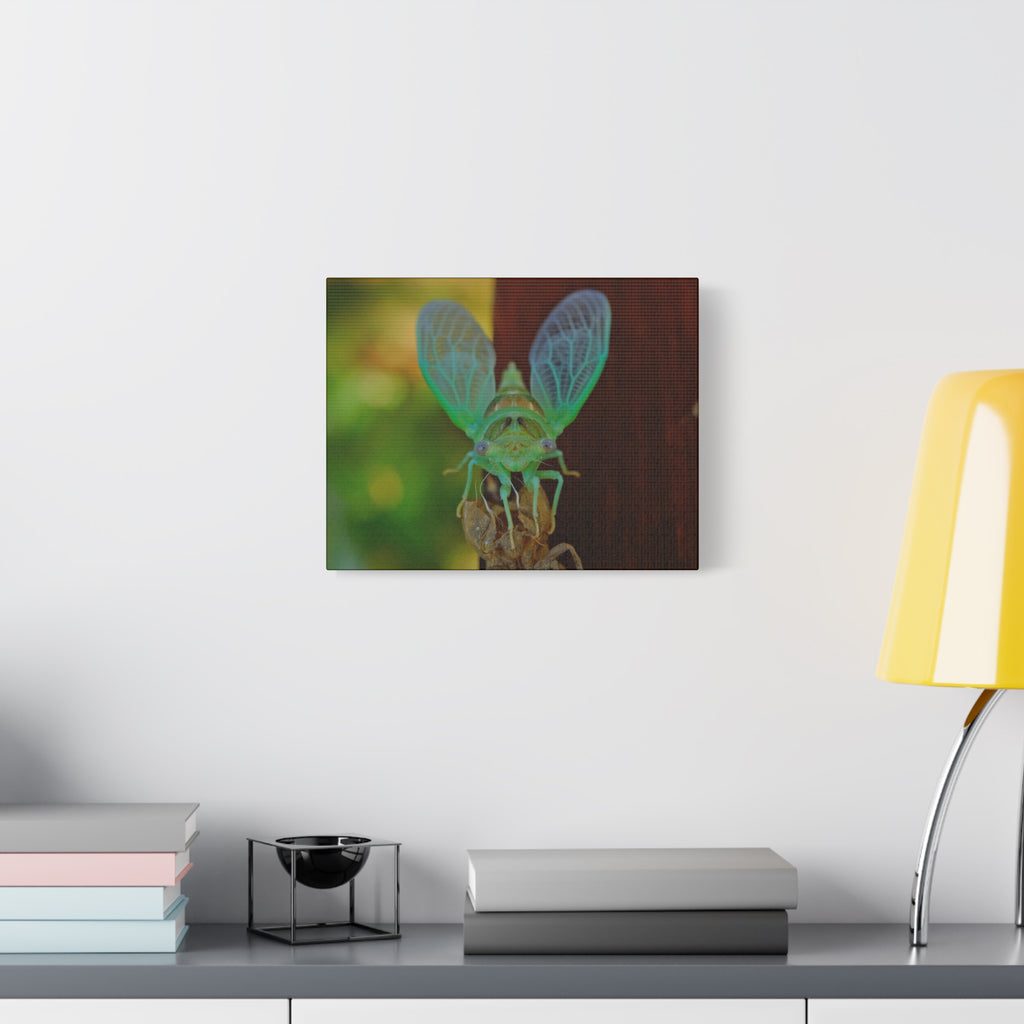 The Cutest Green Cicada Canvas Print - Matte Stretched Wall Art