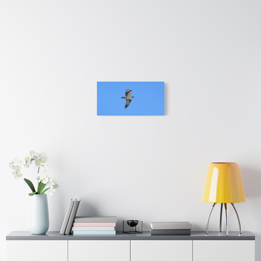 Osprey in Flight Matte Canvas Print — Stretched Wall Art