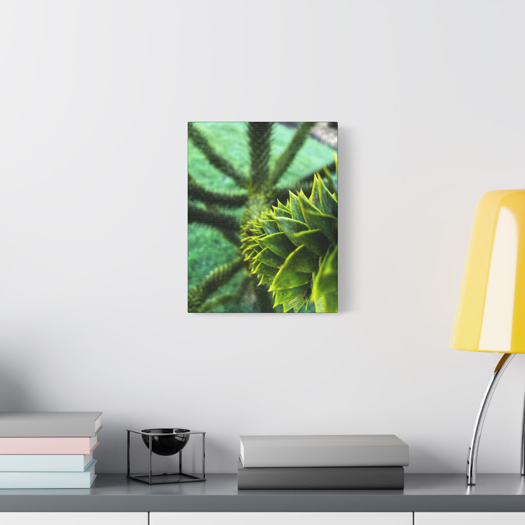Irish Green Succulent Canvas Wall Art – Matte Stretched 1.25"