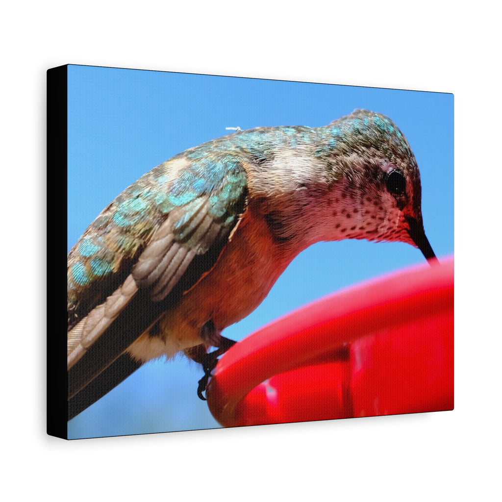 Hummingbird Close Up Canvas Print — Stretched Matte Wall Art