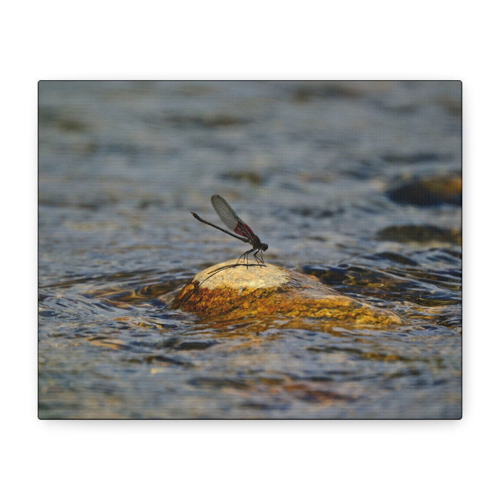 Damselfly on River Rock - Matte Canvas Print