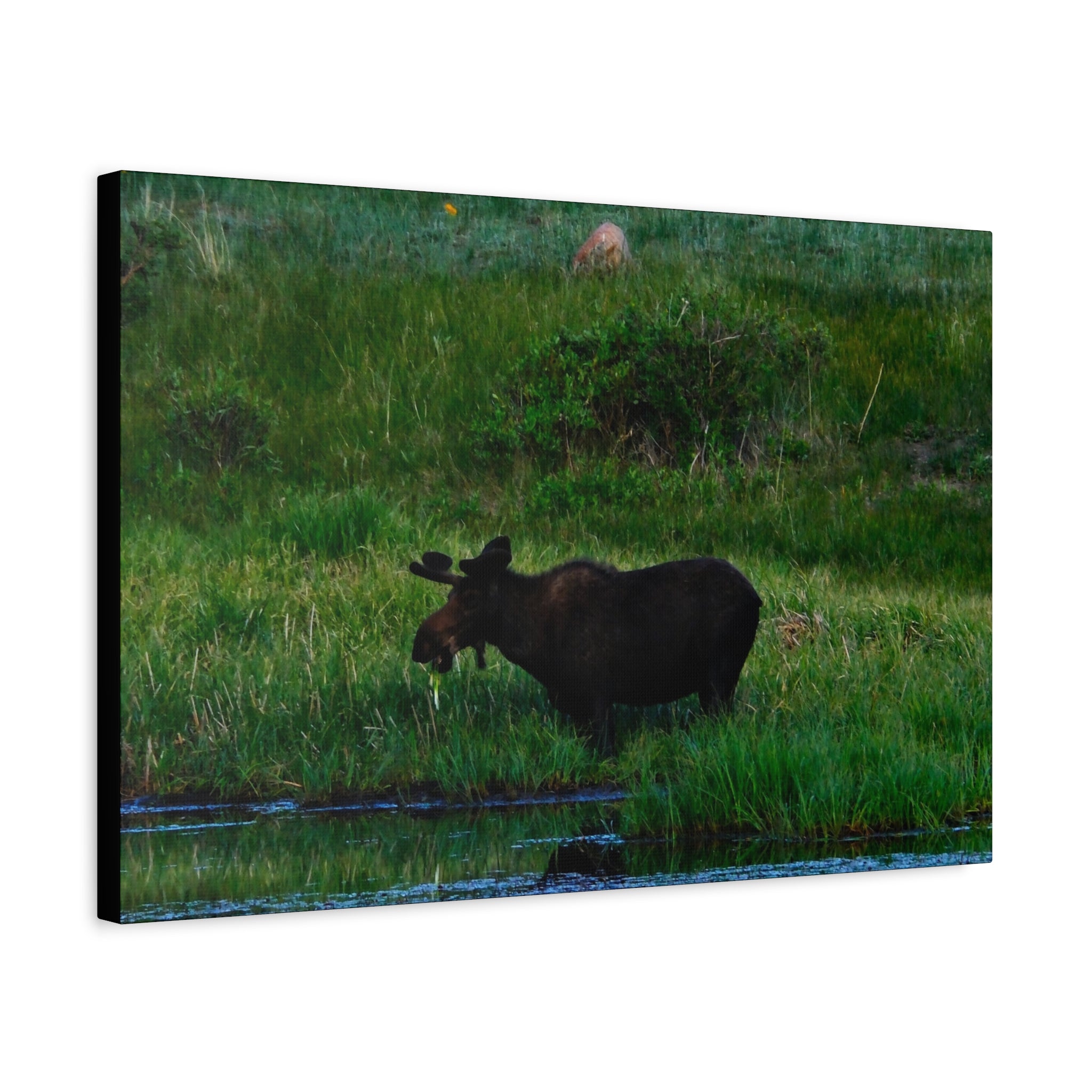 Munching Moose Matte Canvas Print — Stretched Wildlife Wall Art