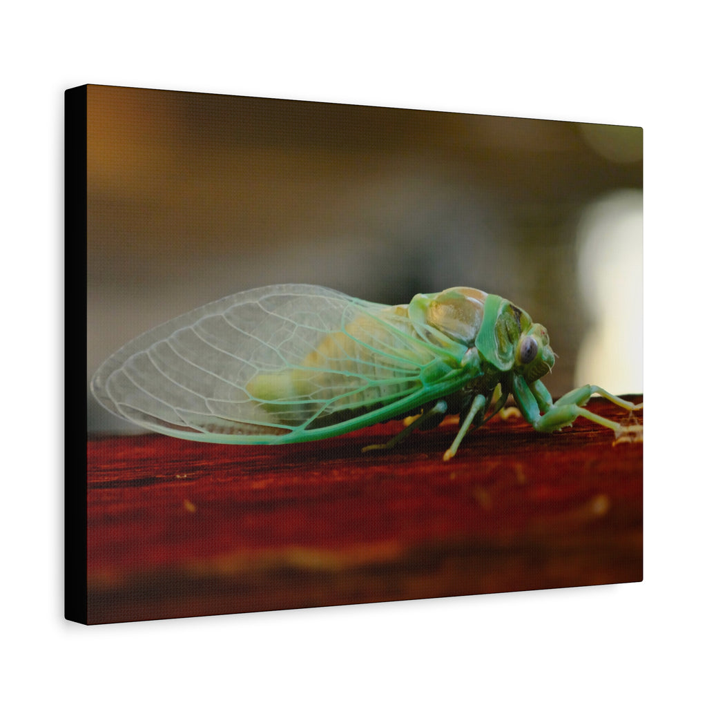Cicada Close-Up Matte Canvas Print — Stretched 1.25" Nature Wall Art