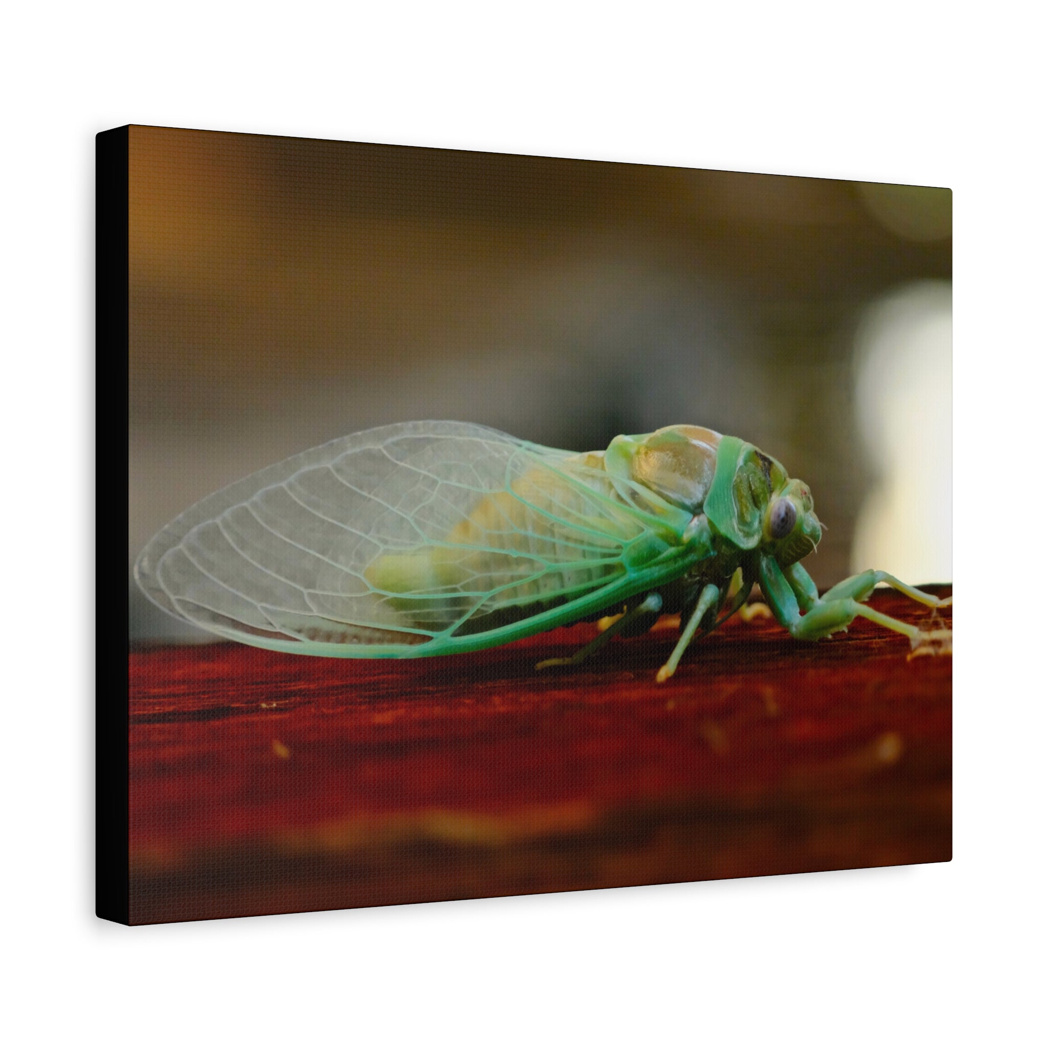 Cicada Close-Up Matte Canvas Print — Stretched 1.25" Nature Wall Art