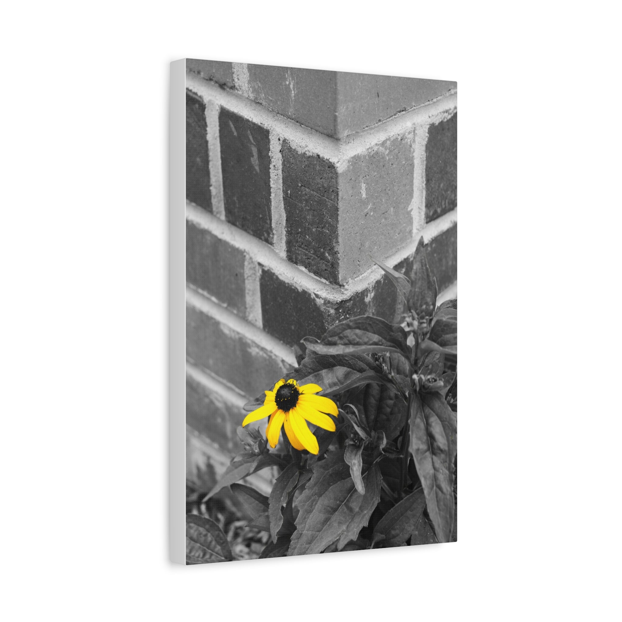 Yellow Daisy on Brick Matte Canvas Print — Stretched Wall Art