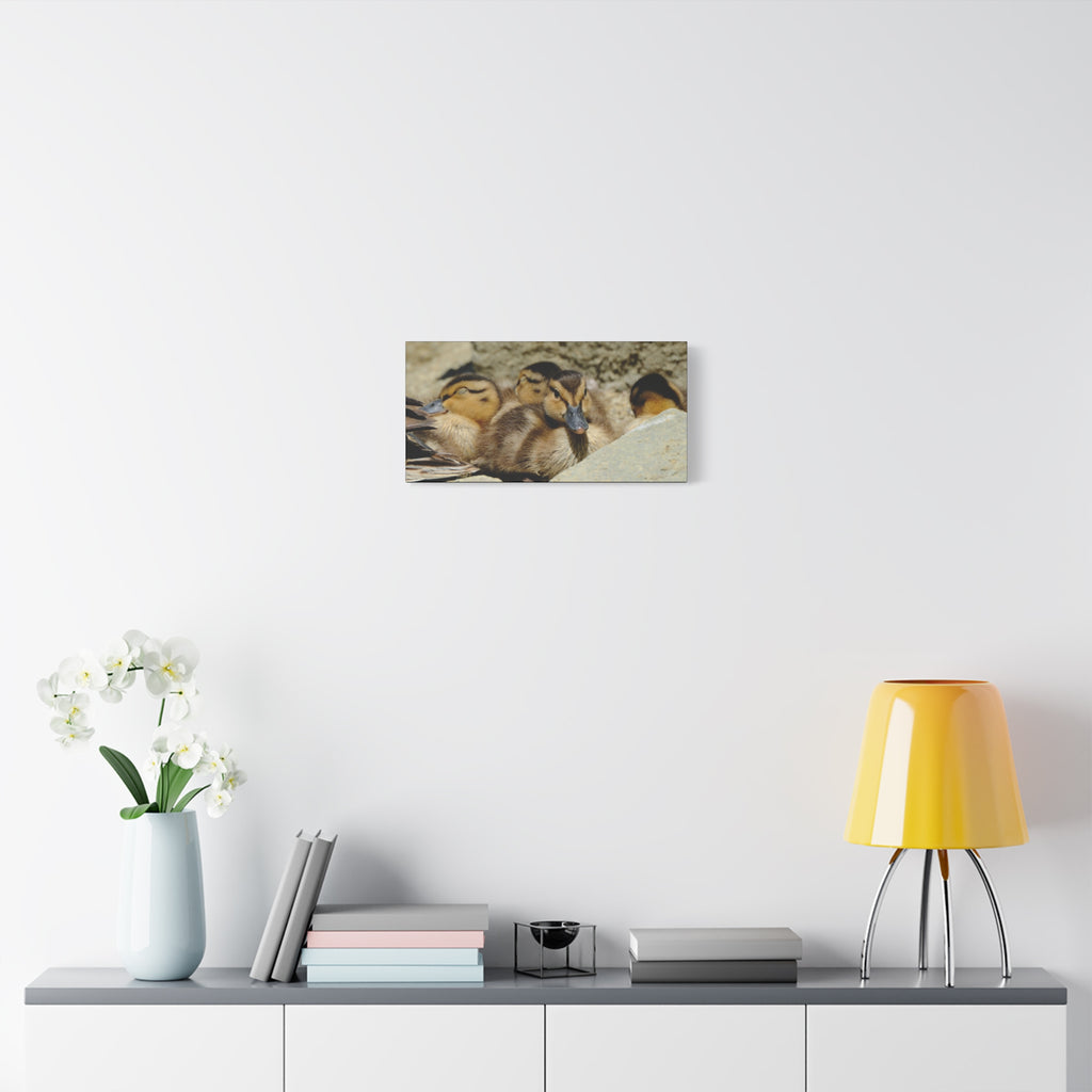 Duckling Canvas Print - Cute Baby Ducks Matte Stretched Wall Art