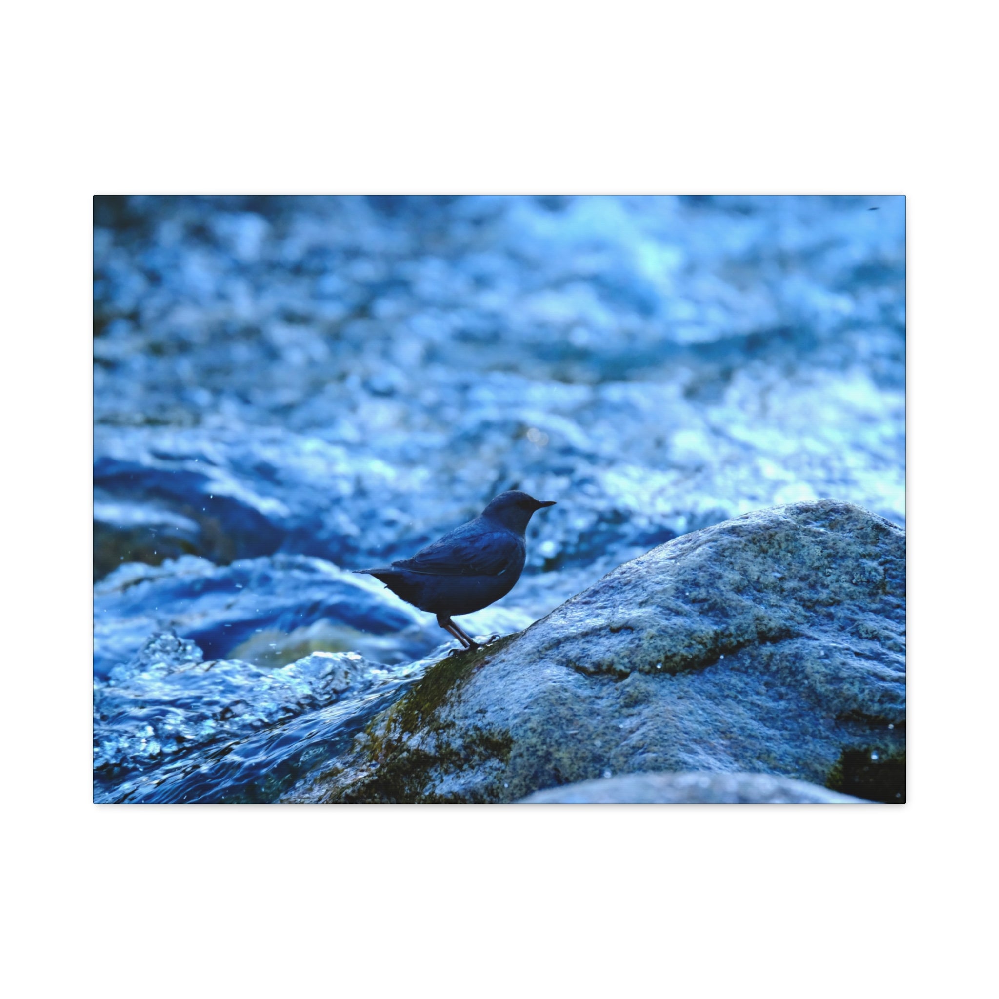Dipper on Rapids Matte Stretched Canvas Wall Art