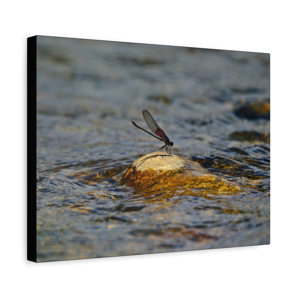 Damselfly on River Rock - Matte Canvas Print