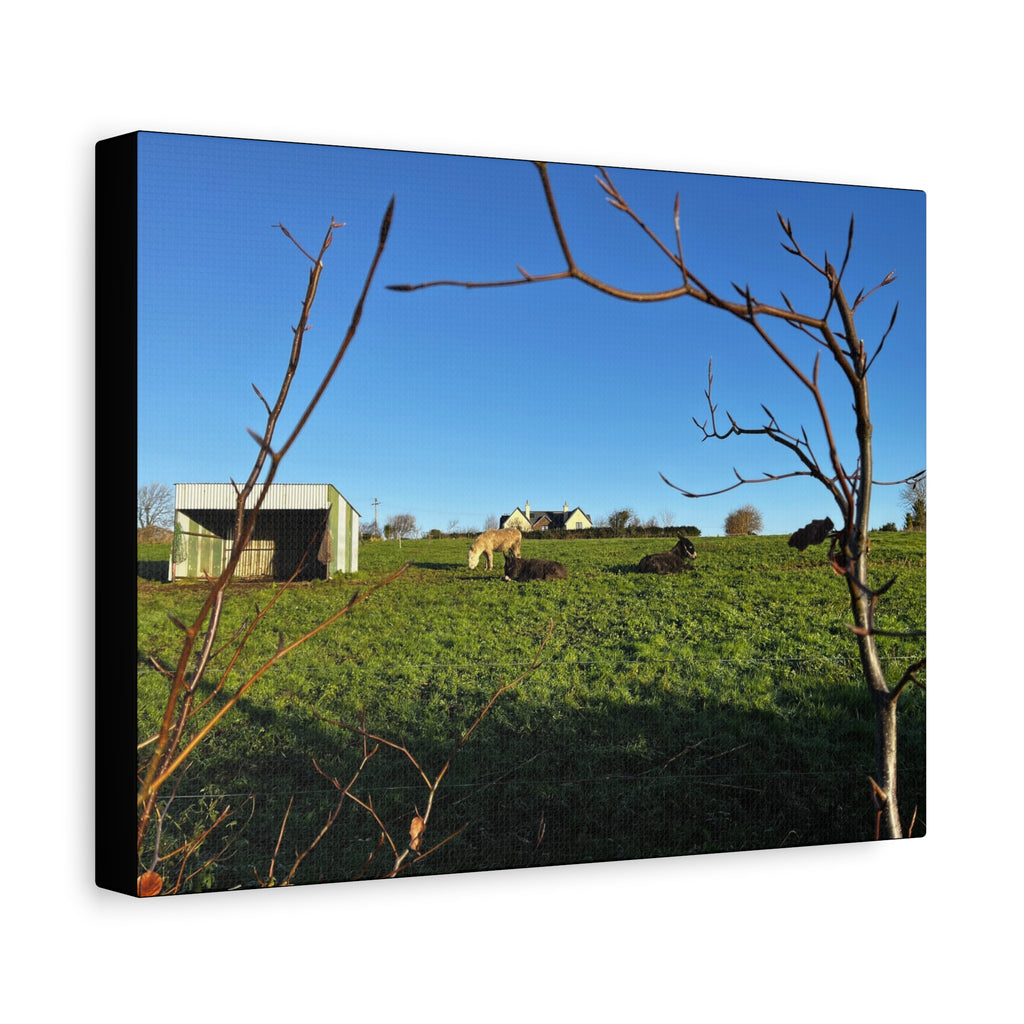 Irish Country Pasture Canvas Print — Matte Stretched Wall Art