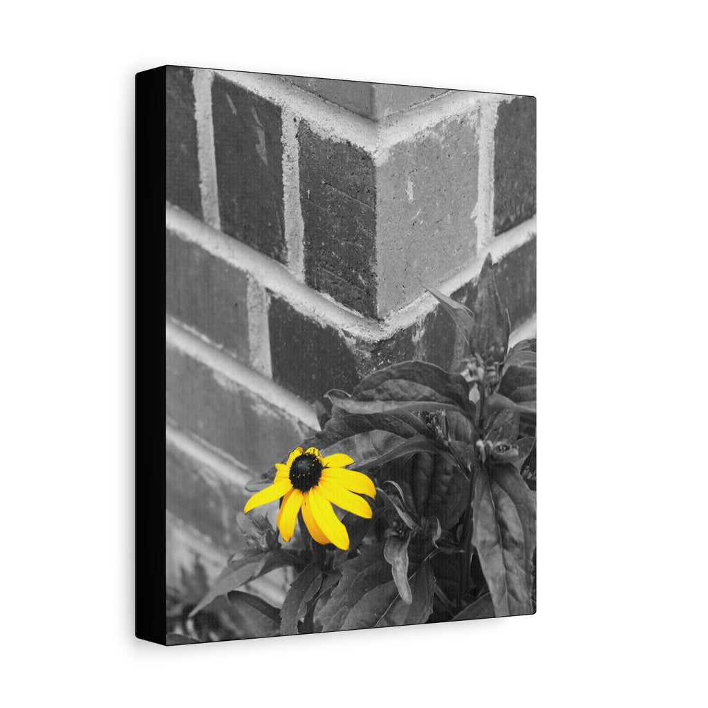 Yellow Daisy on Brick Matte Canvas Print — Stretched Wall Art