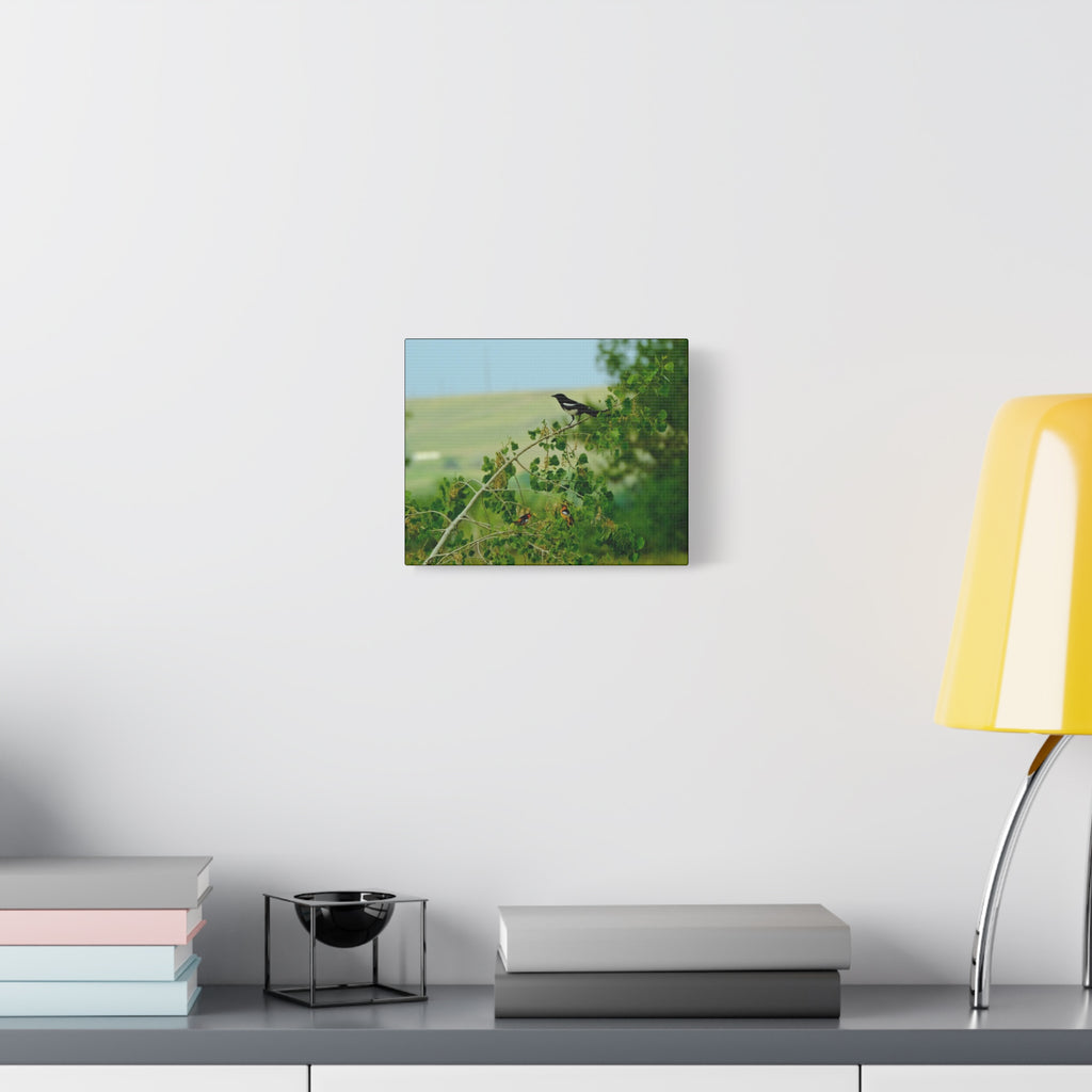 Magpie & Bullock's Oriole resting Matte Stretched Canvas Wall Art