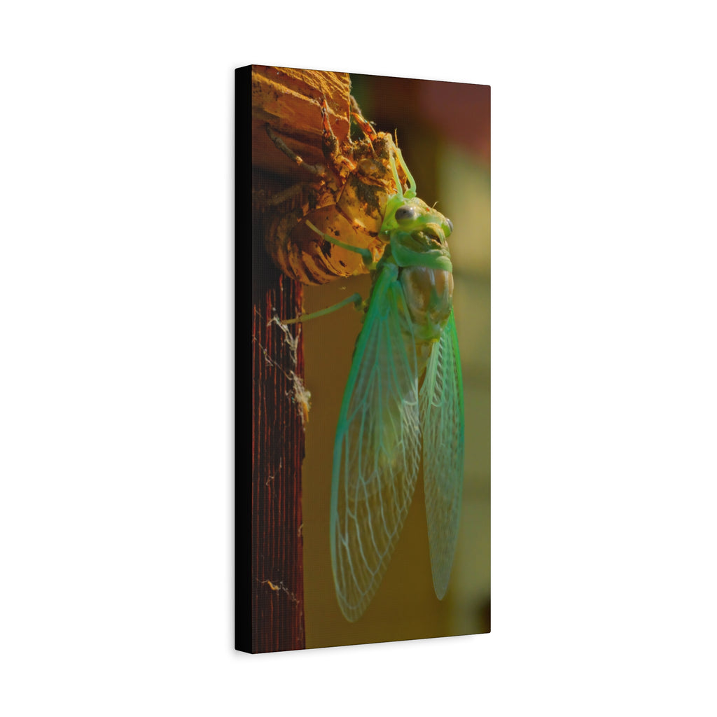 Cicada Close-Up Matte Canvas Wall Art — Nature Photography Stretched Print