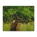 Doe in Meadow Matte Stretched Canvas (1.25") — Wildlife Wall Art