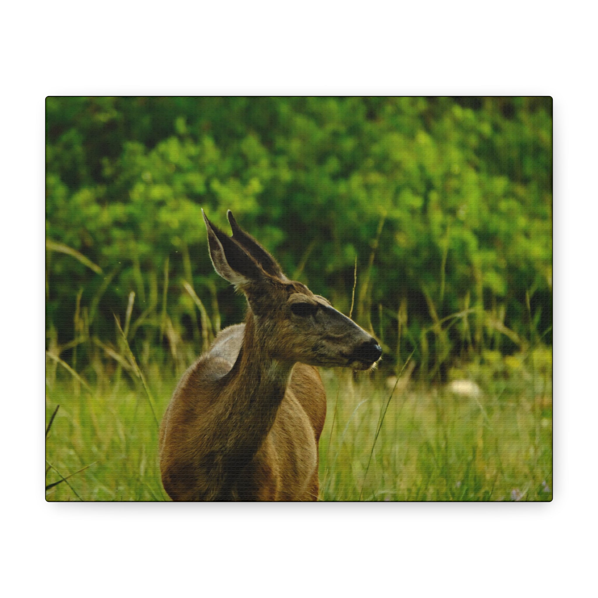 Doe in Meadow Matte Stretched Canvas (1.25") — Wildlife Wall Art
