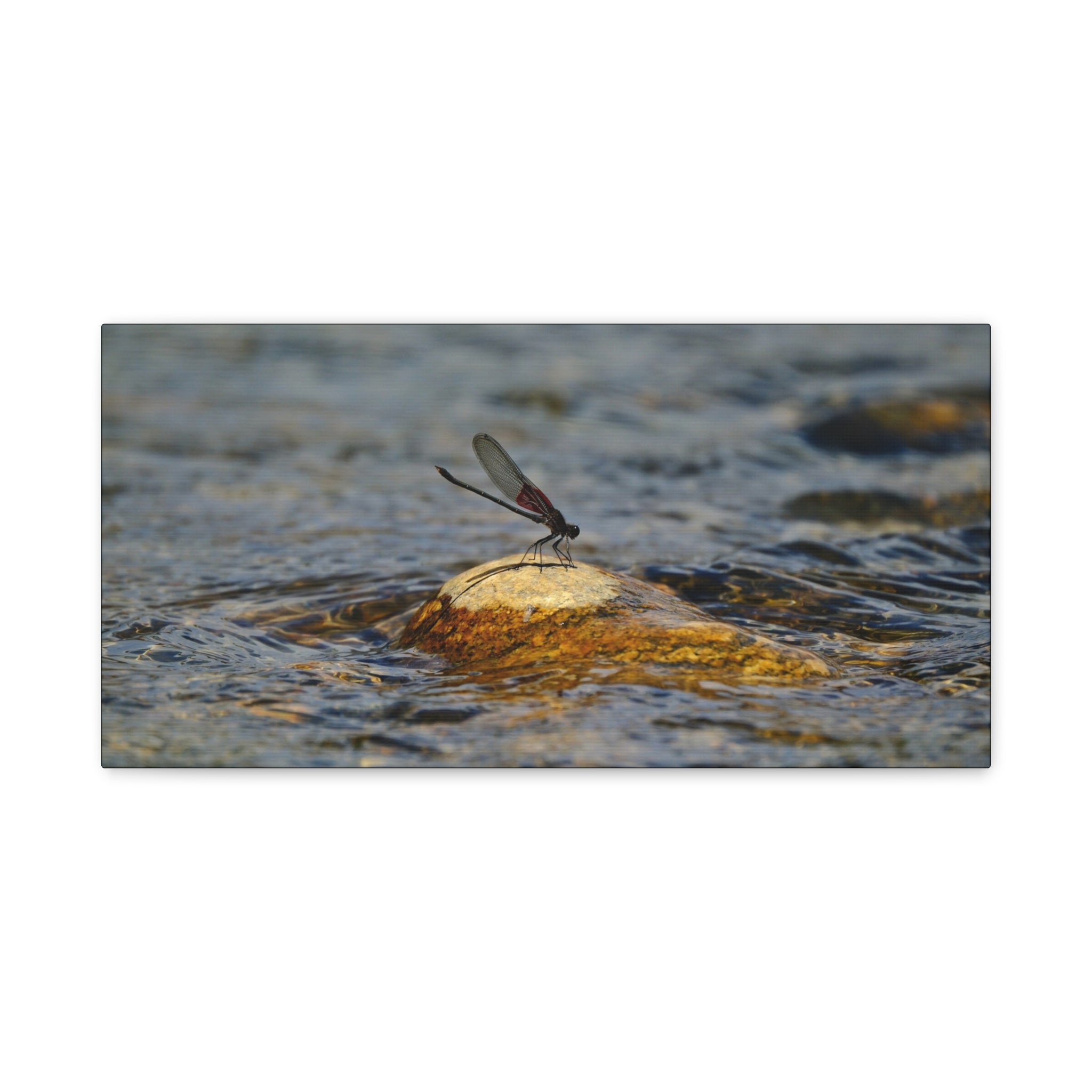 Damselfly on River Rock - Matte Canvas Print