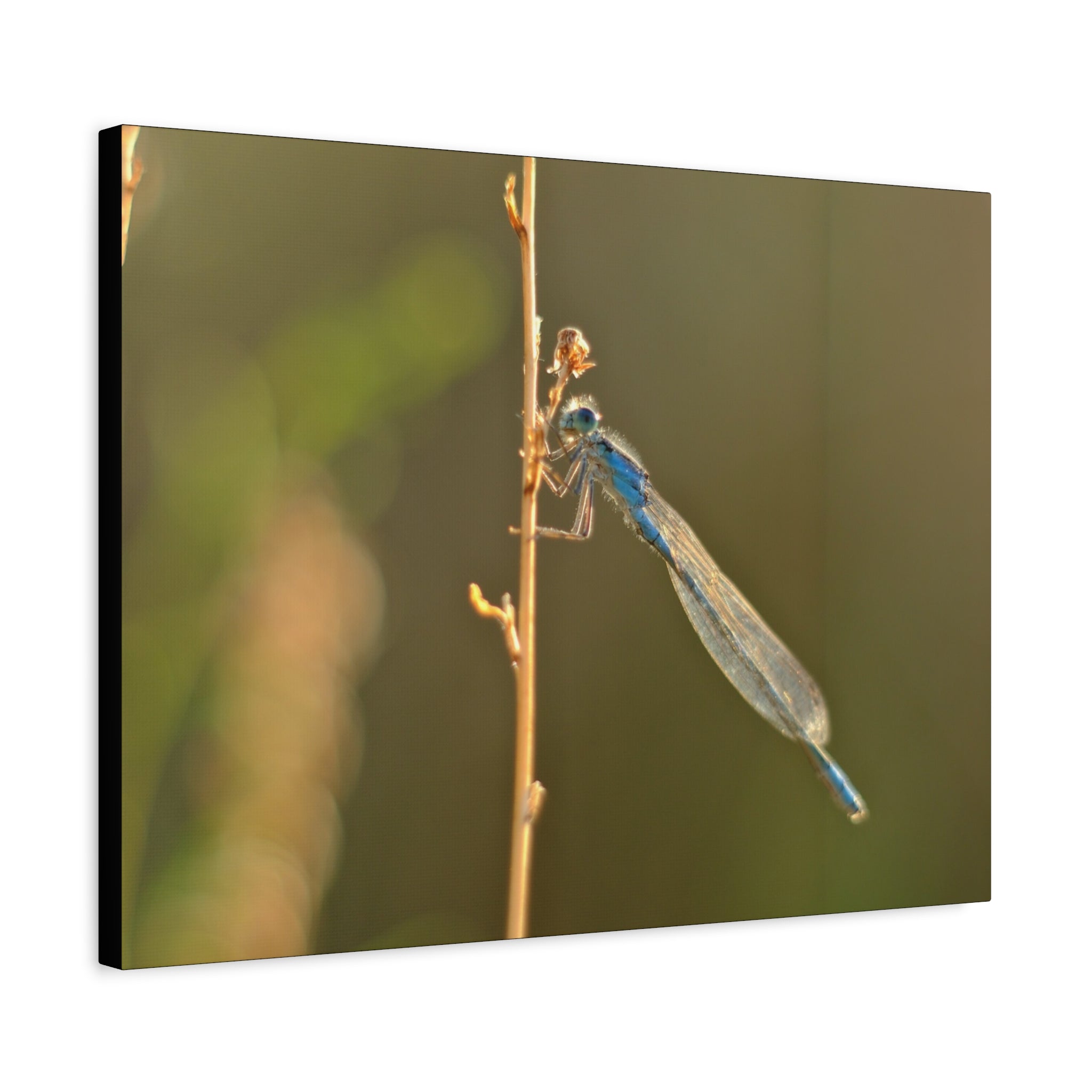 Blue Dragonfly Macro Canvas Print — Blue Damselfly Nature Wall Art, Matte Stretched 1.25"